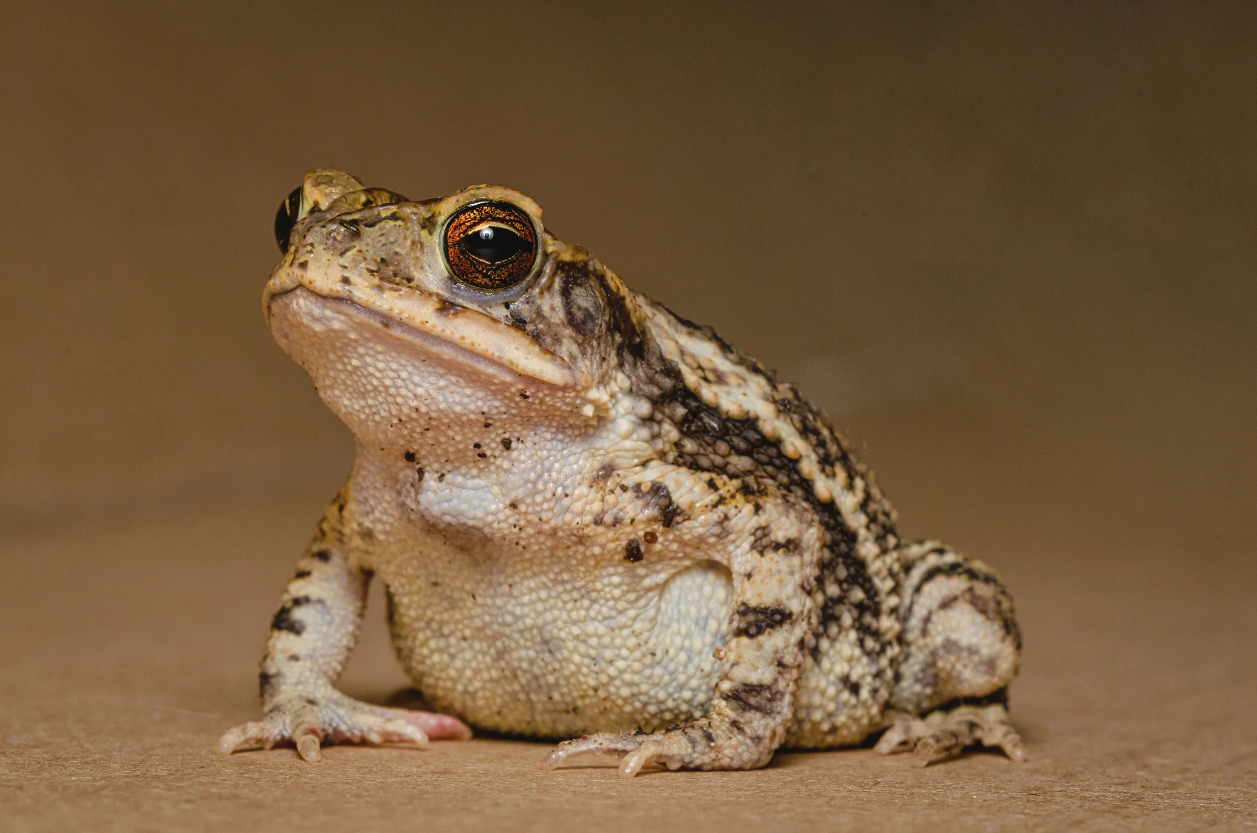 Toad-sitting-03-PE-CommercialDupePortrait62..jpg
