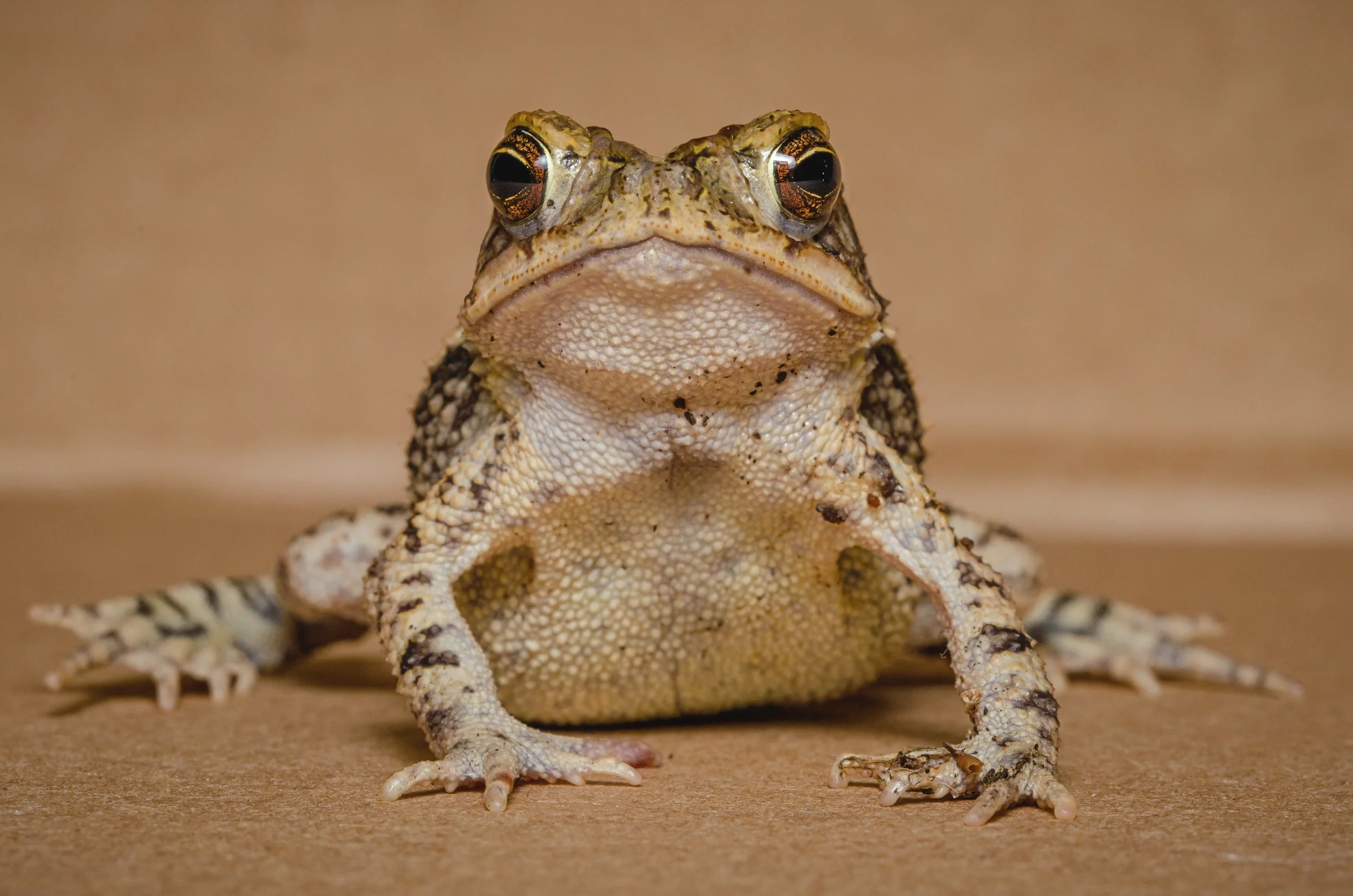 Toad-sitting-04-PE-CommercialDupePortrait62.jpg