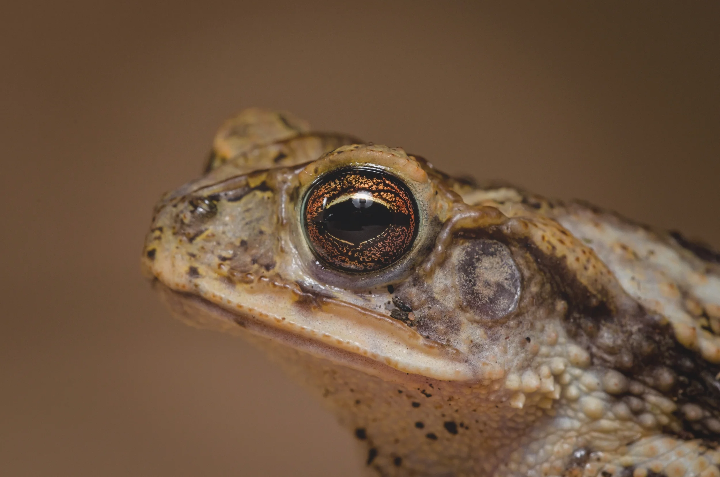 Toad-Eye-01-PE-CommercialDupePortrait62-ColdShadow13.jpg
