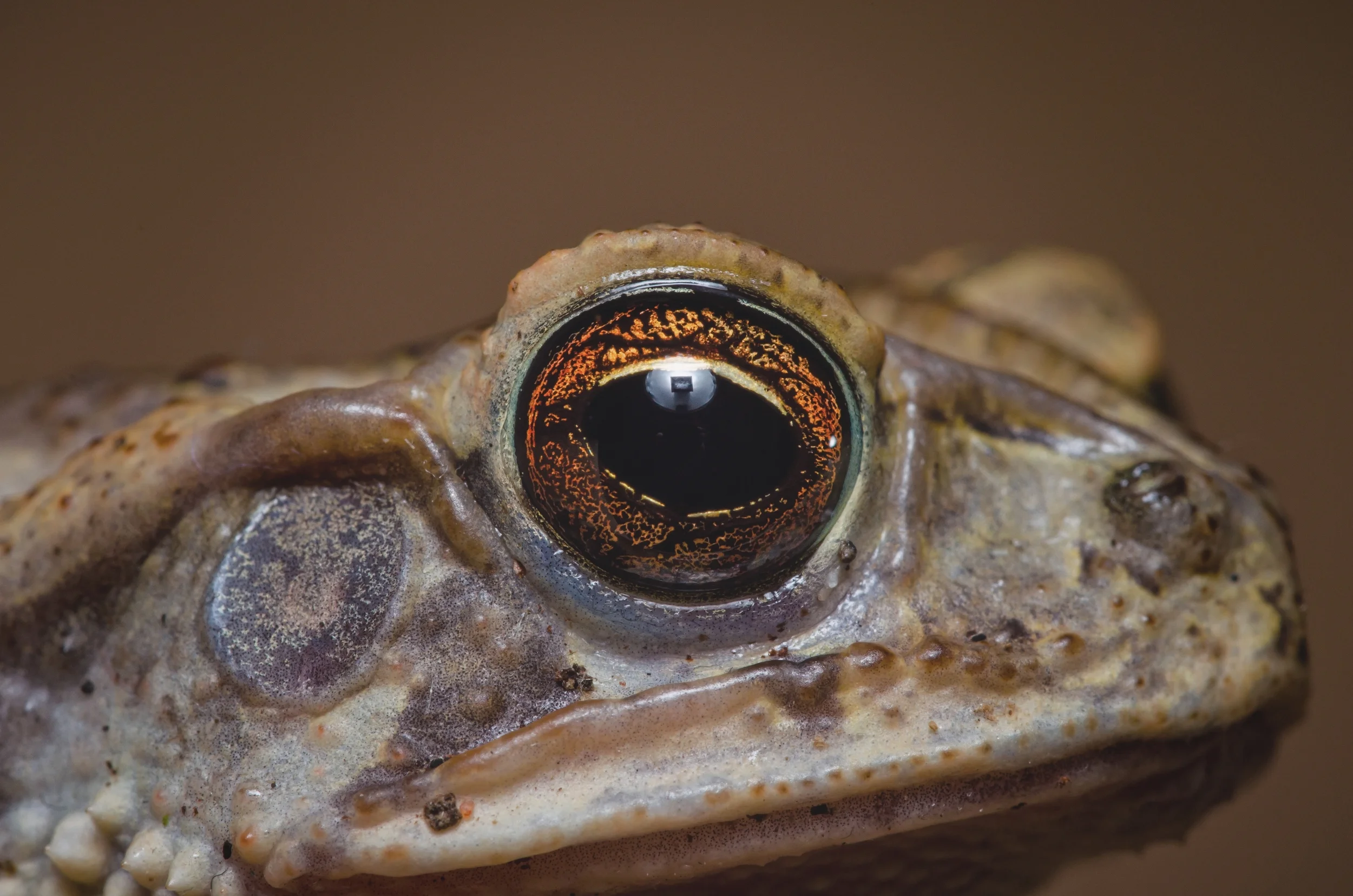 Toad-Eye-02-PE-CommercialDupePortrait42-ColdShadow13.jpg