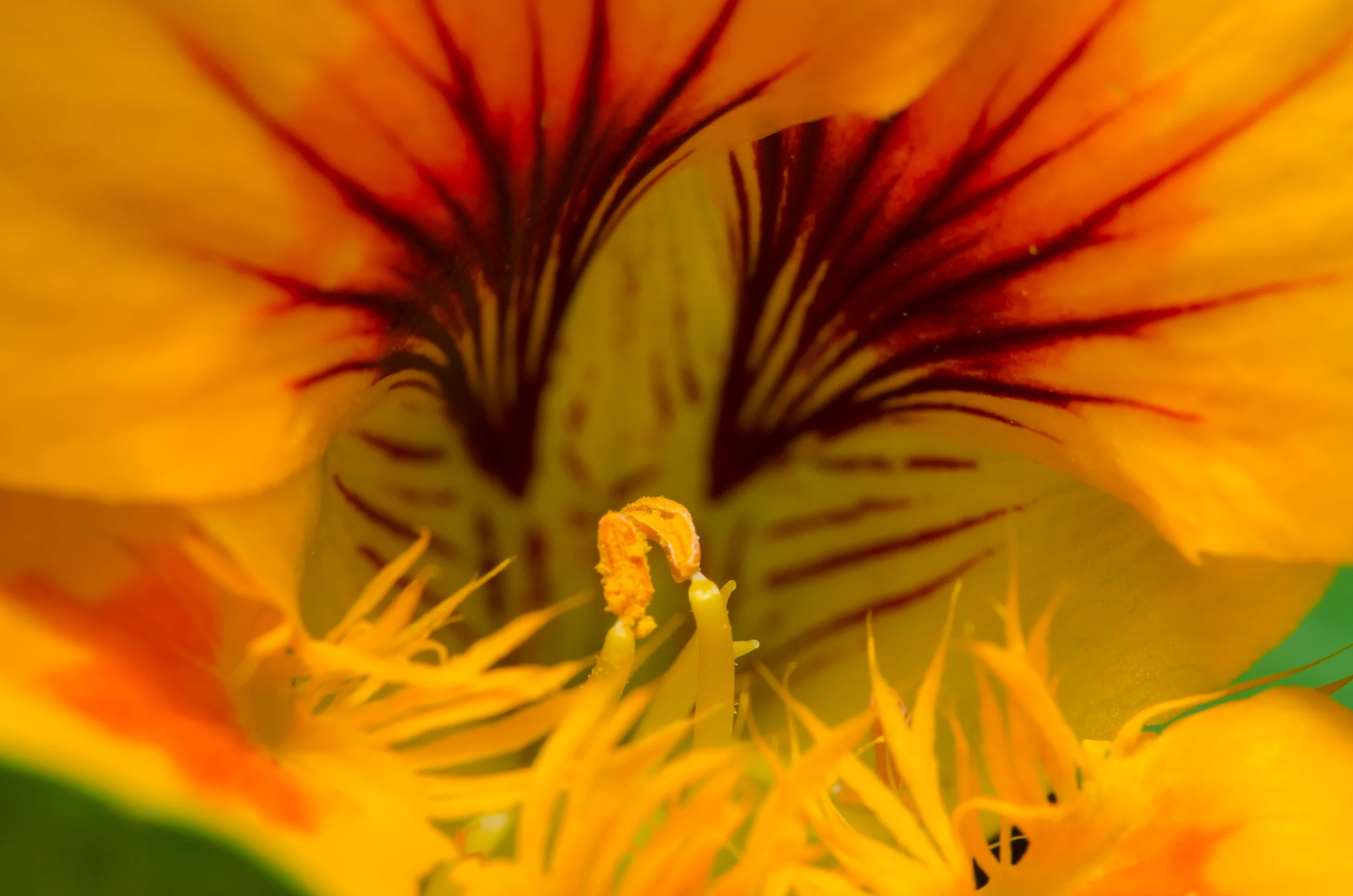 Yellow-Fire-Flower-01.jpg