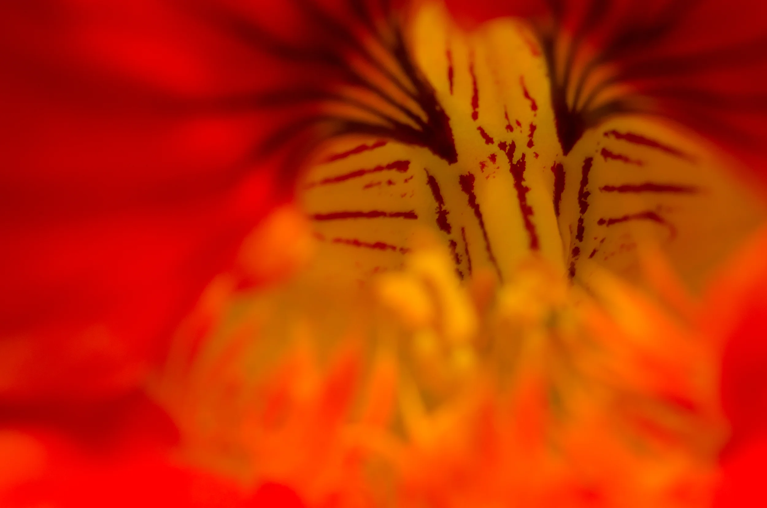 Orange-Fire-Flower-01.jpg