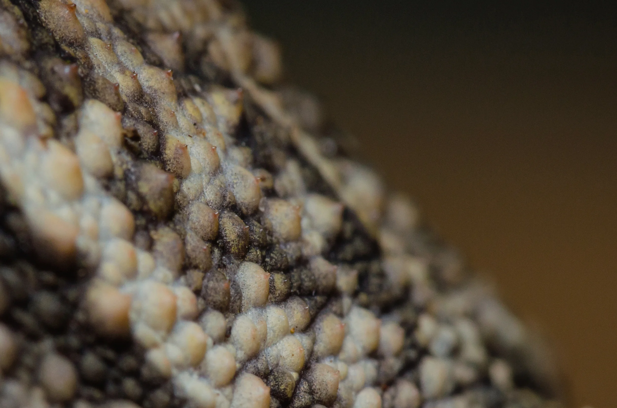 Toad Bumps