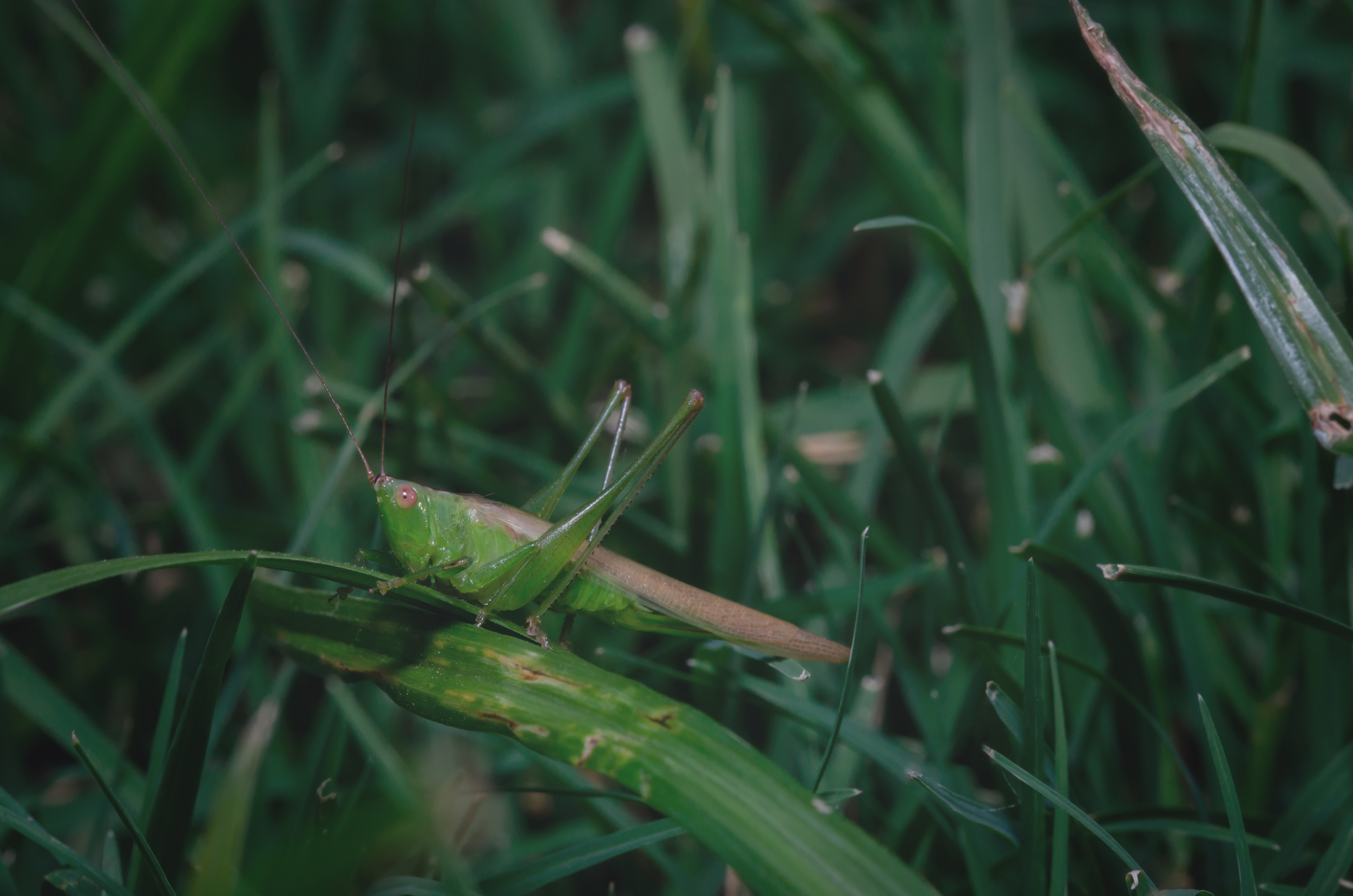 Katykid-grasshopper-green-bug-young_PE-ColdShadow72op.jpg