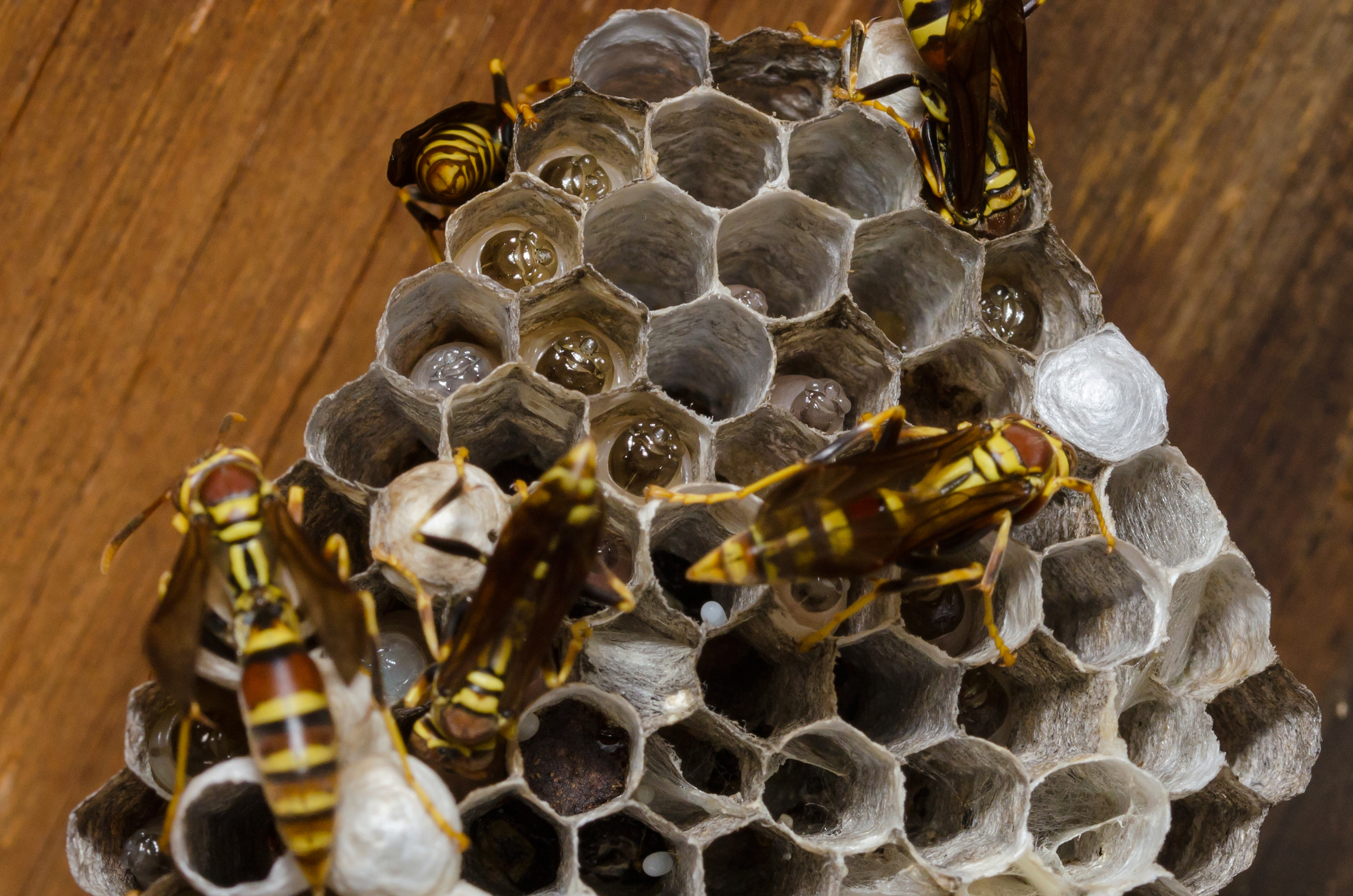 wasp-nest-larve-03.jpg