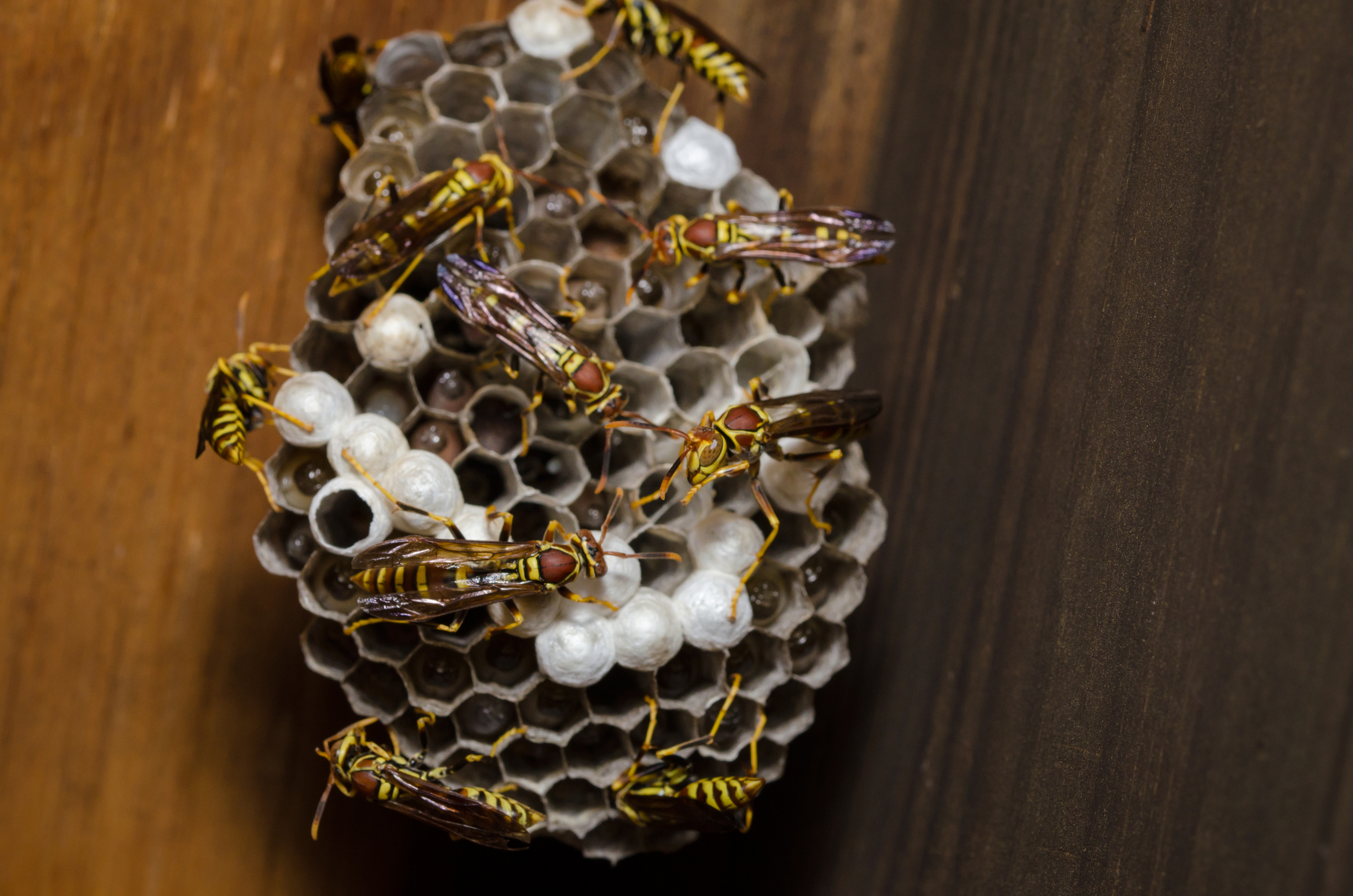 wasp-nest-larve-02.jpg