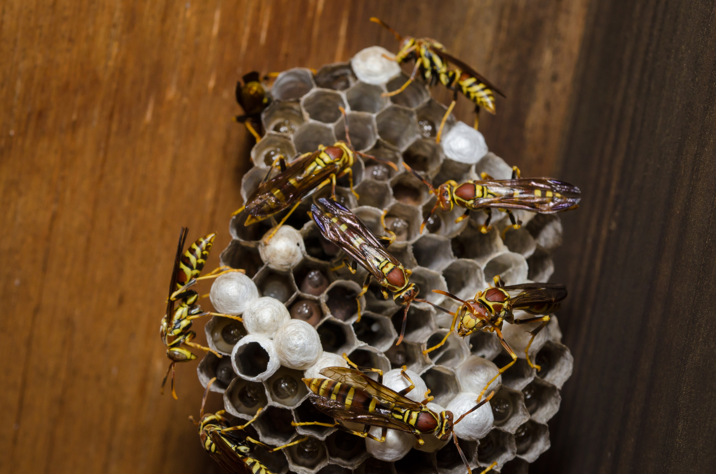 wasp-nest-larve-01.jpg