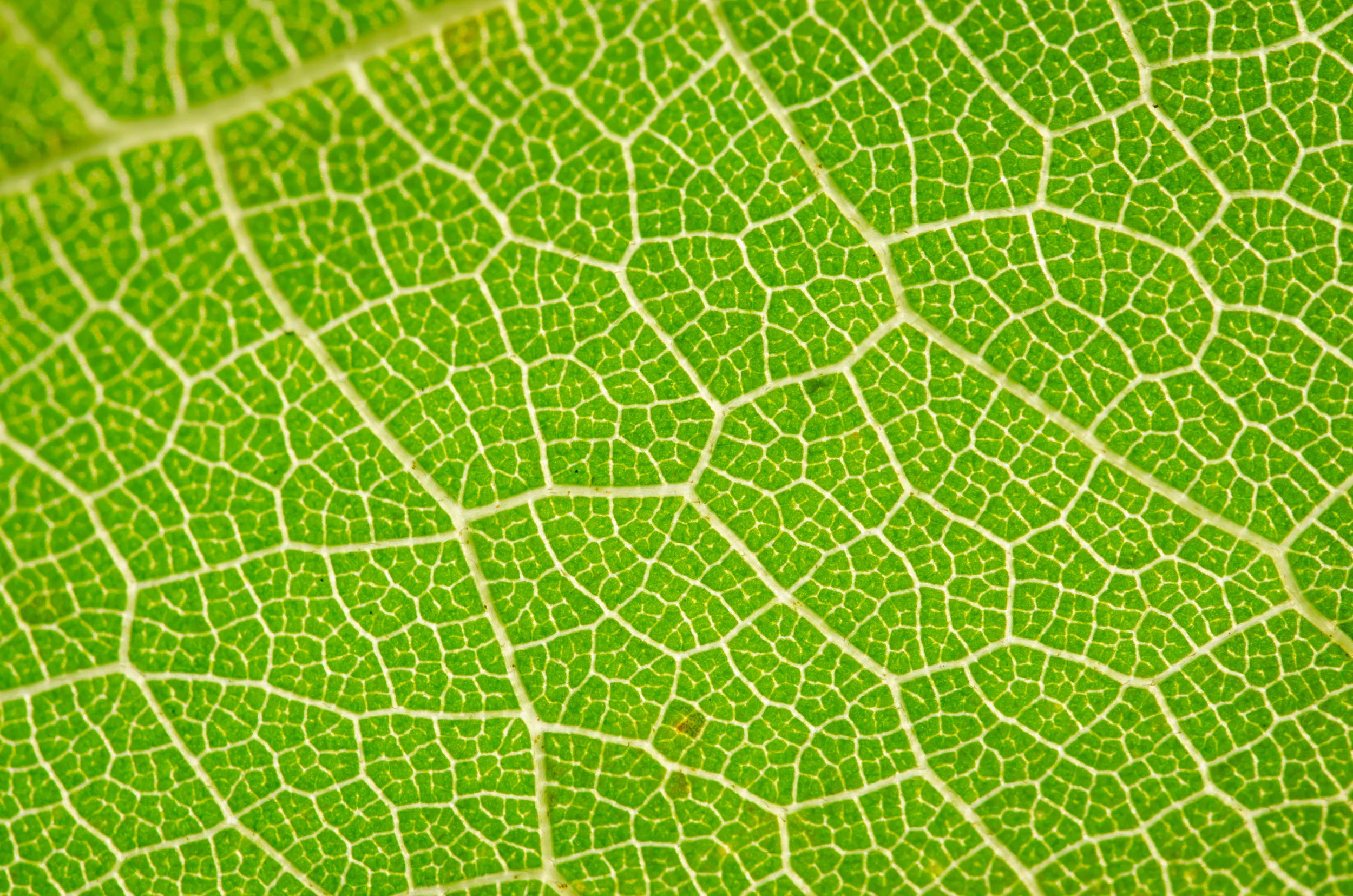 Leaf-cells-solar-panel.jpg