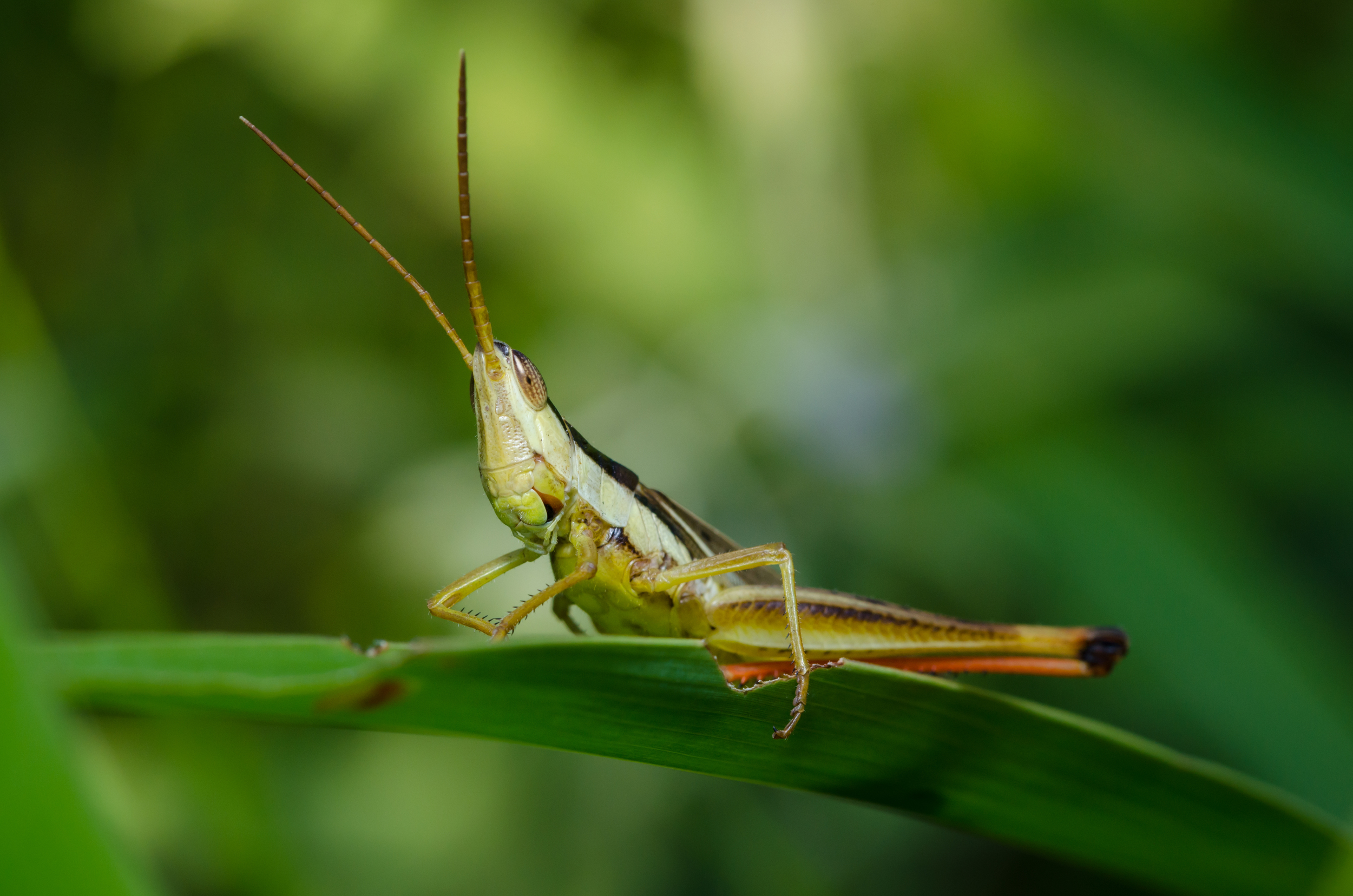 Yellow-Grasshopper-01.jpg