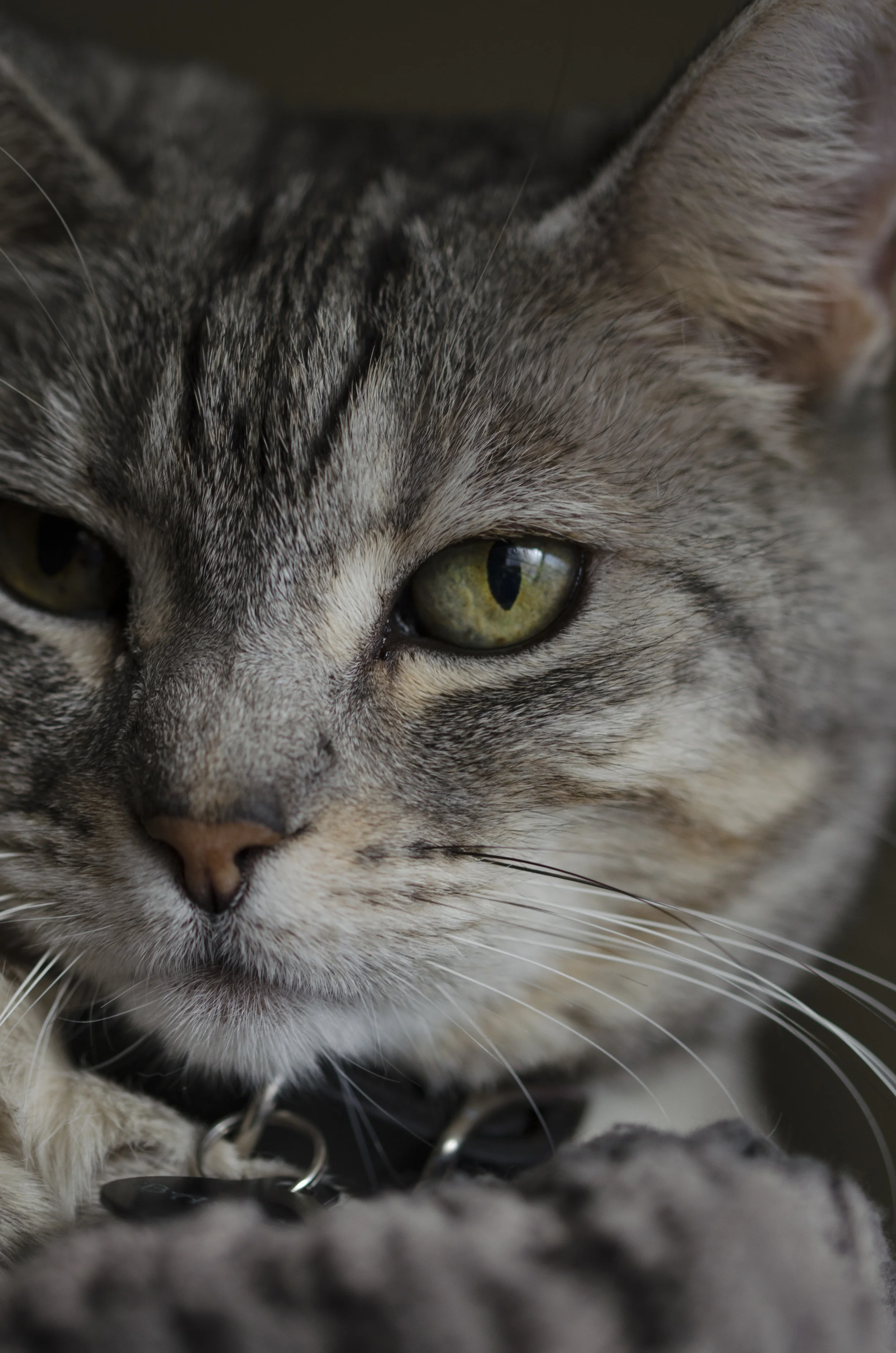 Bastet Cat 04 eye.jpg