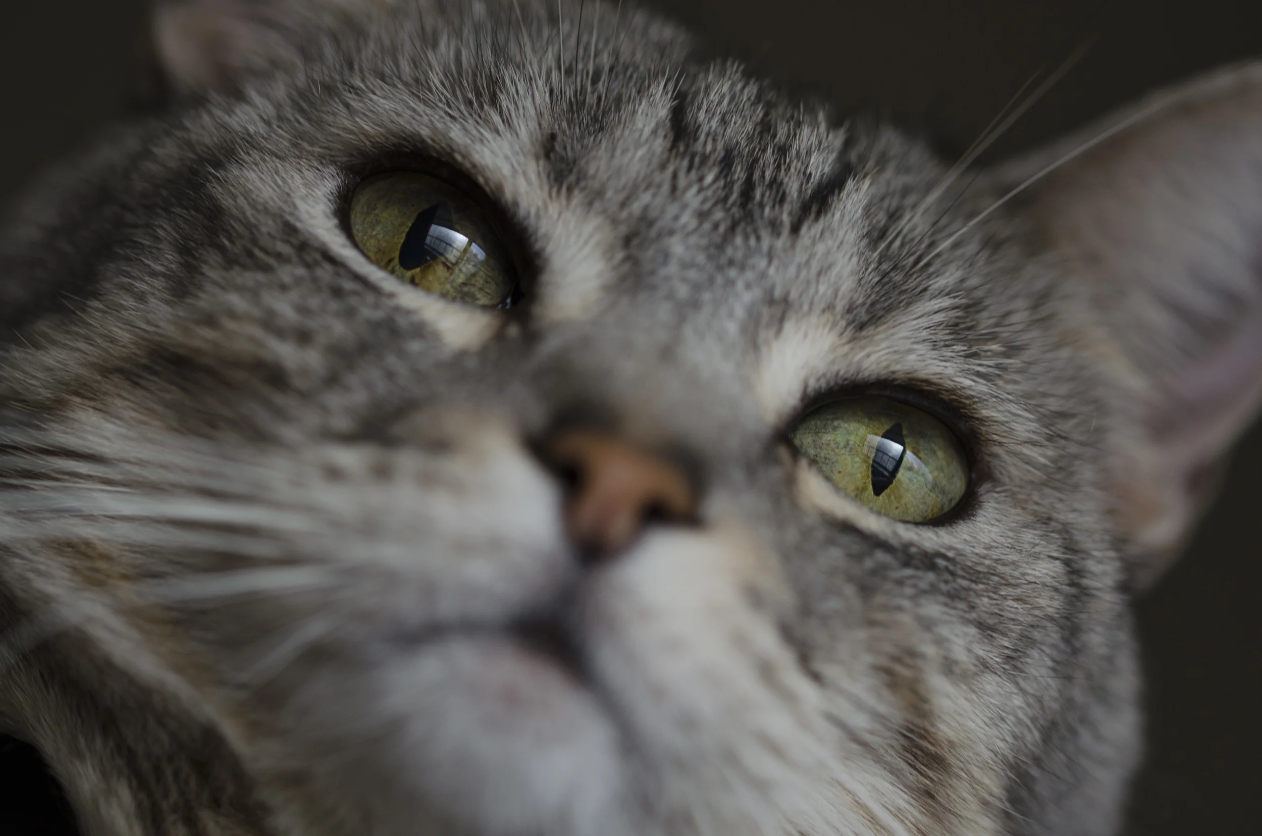 Bastet Cat 05 eyes close nose.jpg