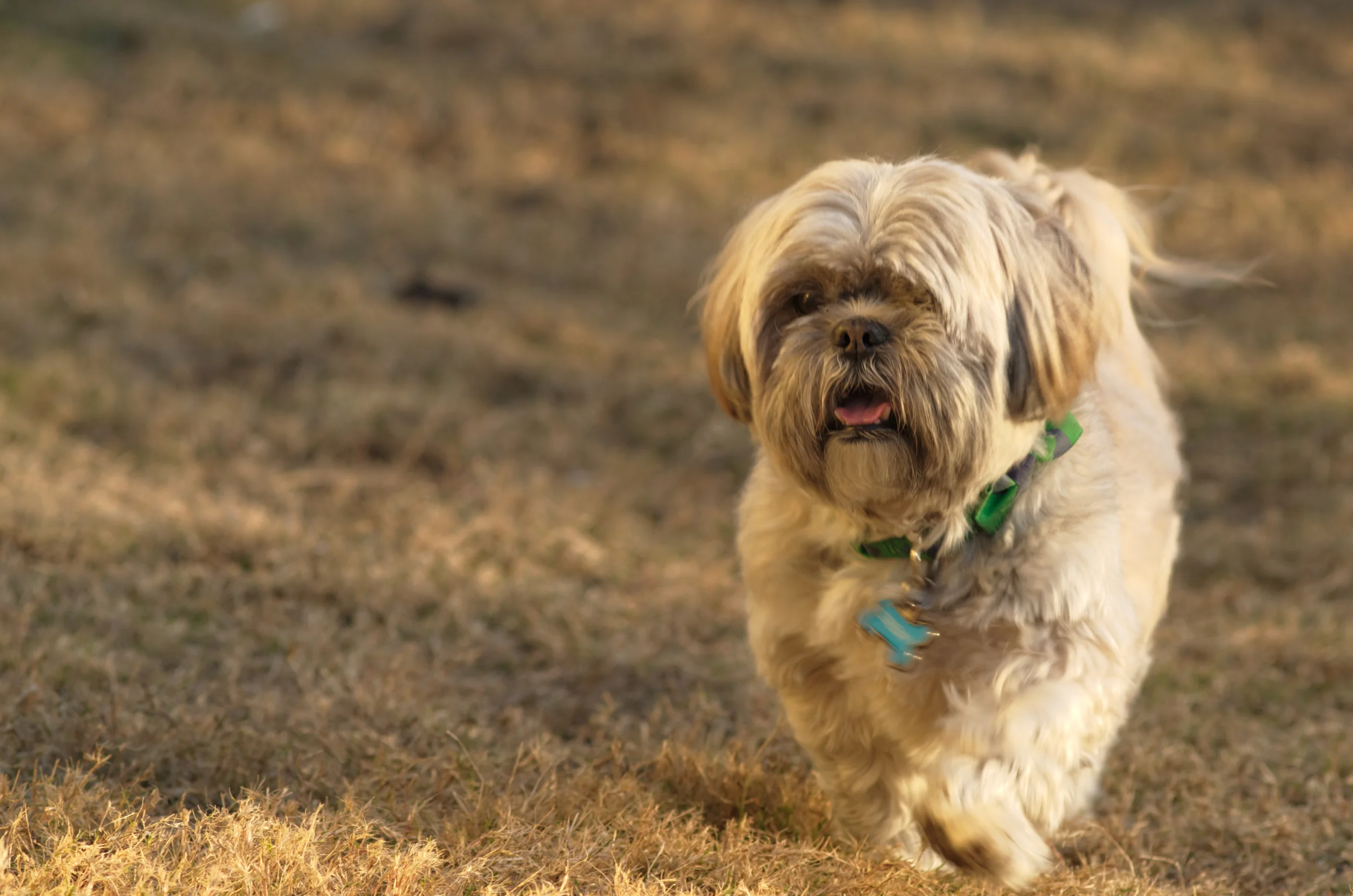 Chewie Dog 01.jpg