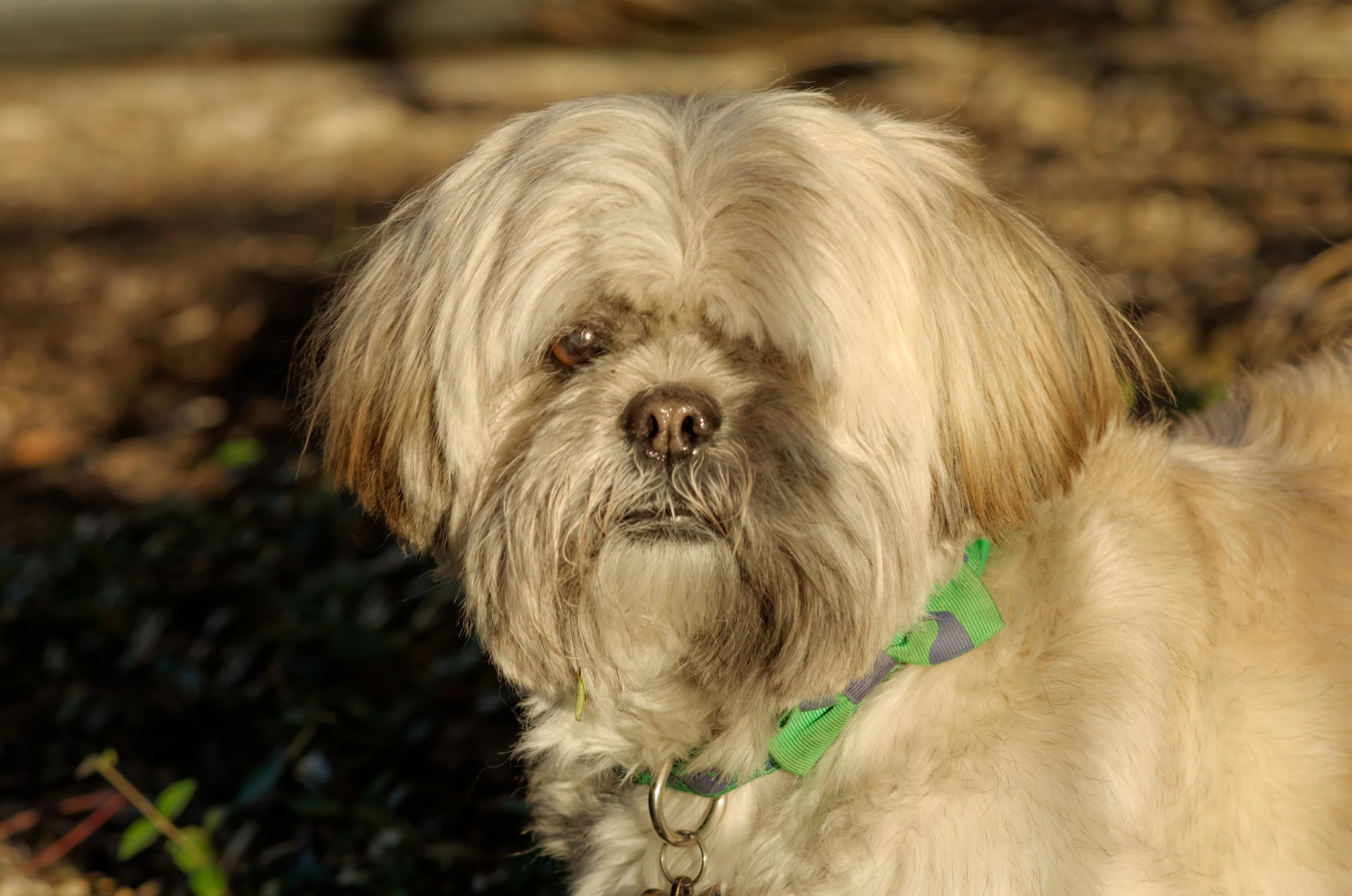 Chewie Dog 02.jpg