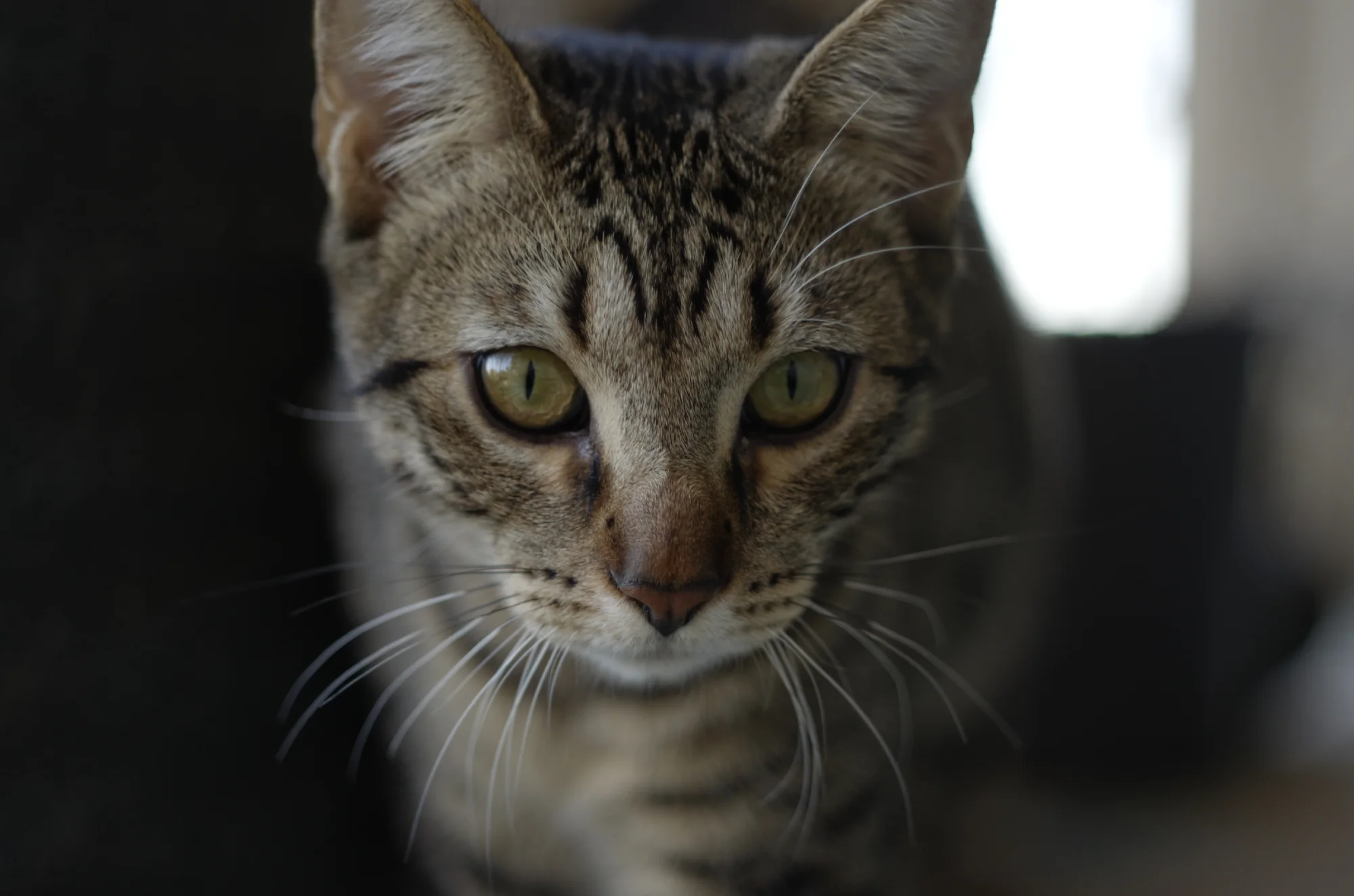 Rabbit Cat 01.jpg