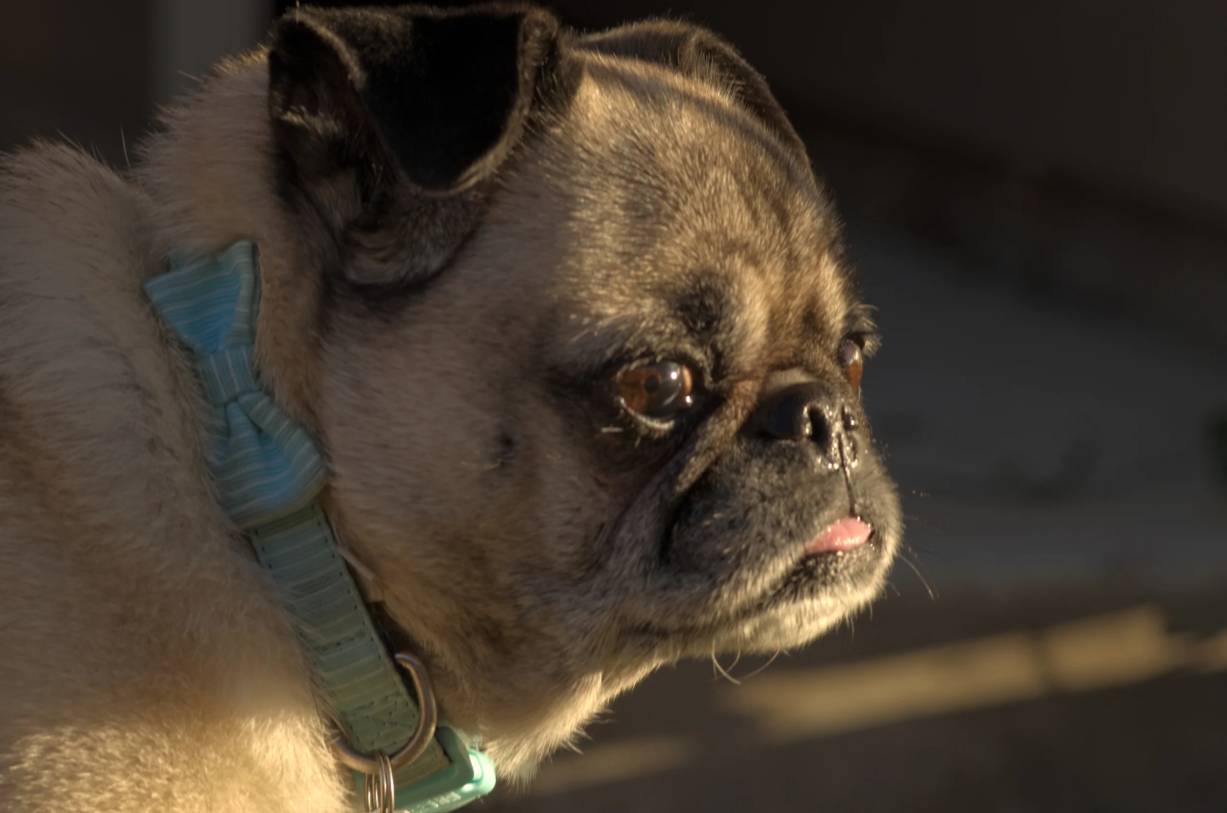 Rosco 01.jpg