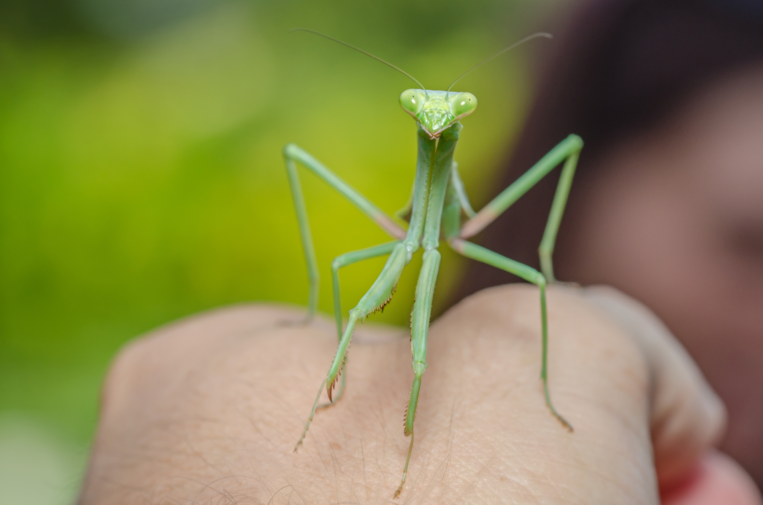 Mantis-on-hand.jpg