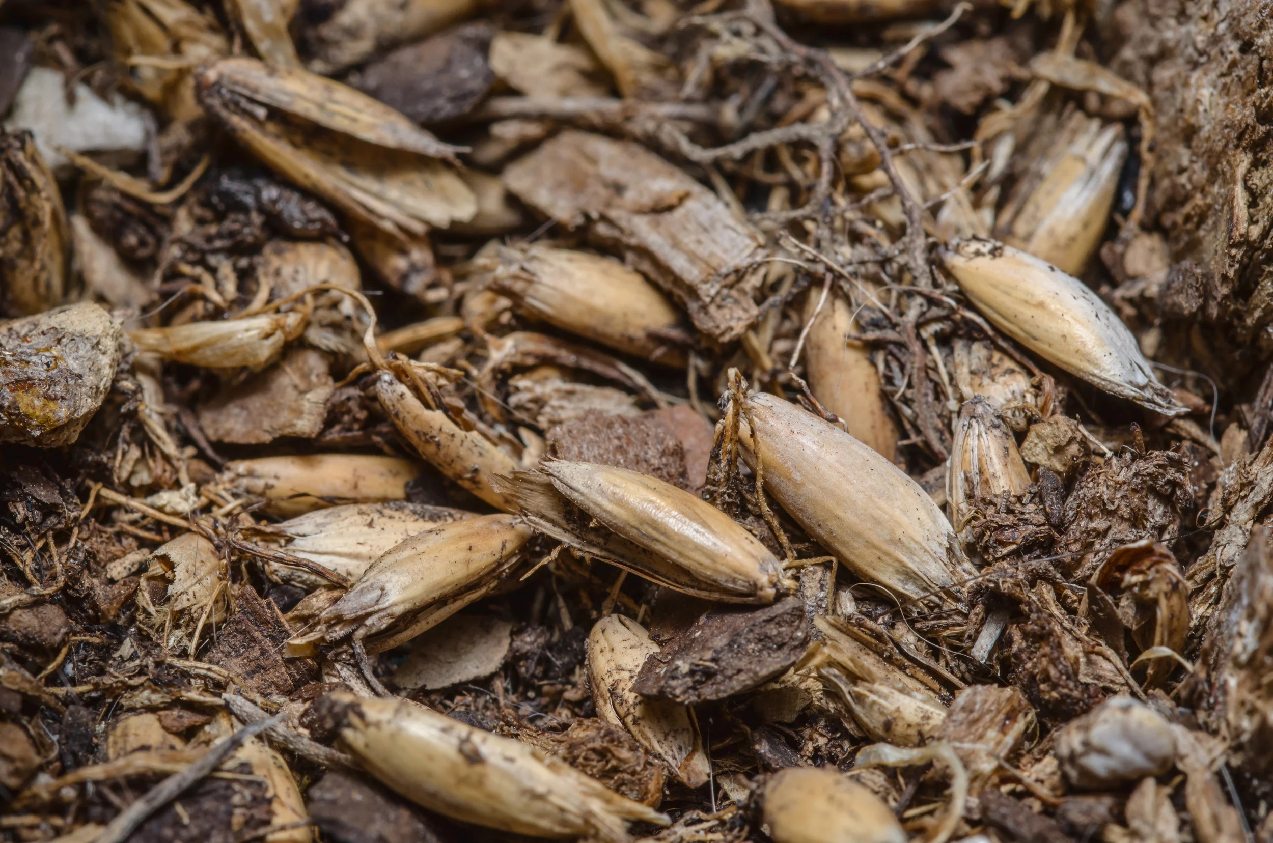 Cat-Grass-Soil-Husks-Dry.jpg