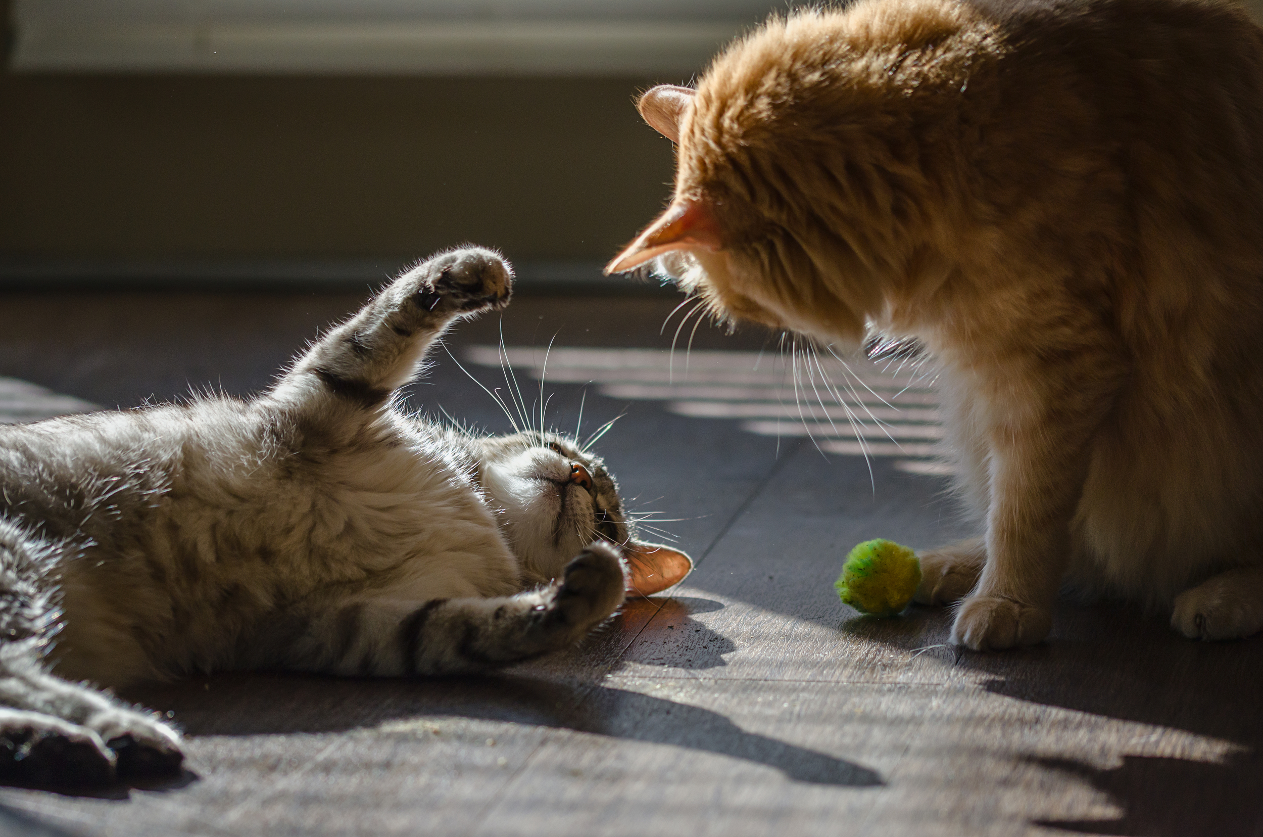 Bast-Alvin-Playing.jpg