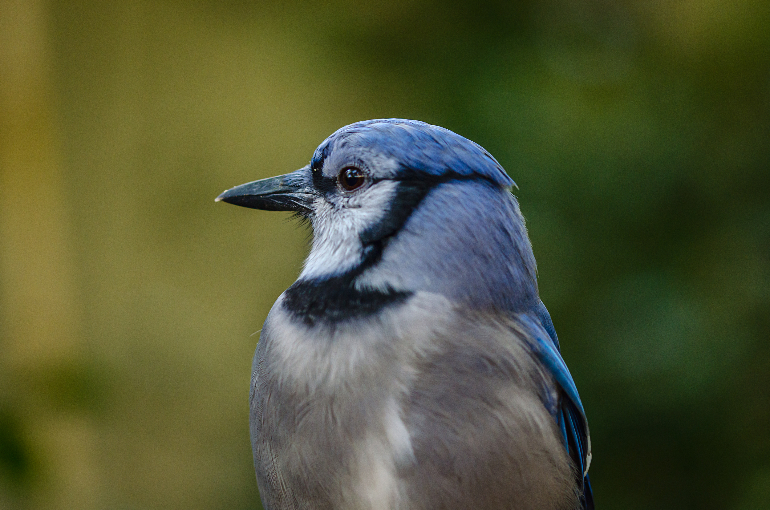 Blue-Jay.jpg