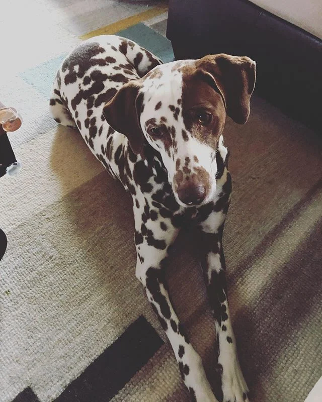 My sweet Dash Dash 💕