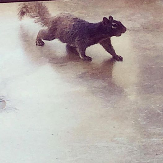 Leonard the Squirrel keepin' us company