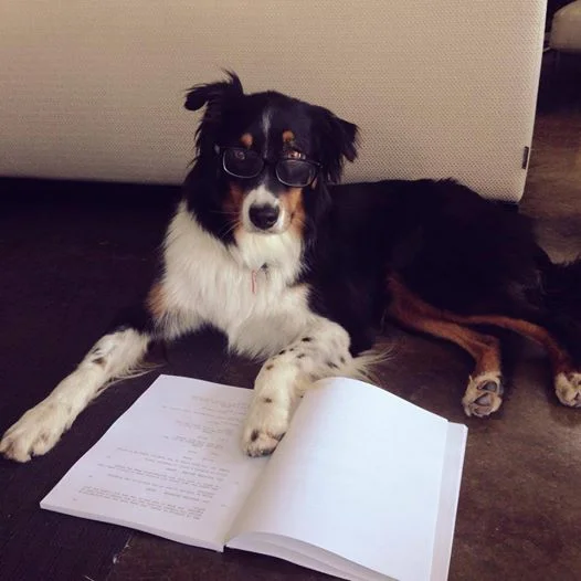 Boo going over the ACCH script