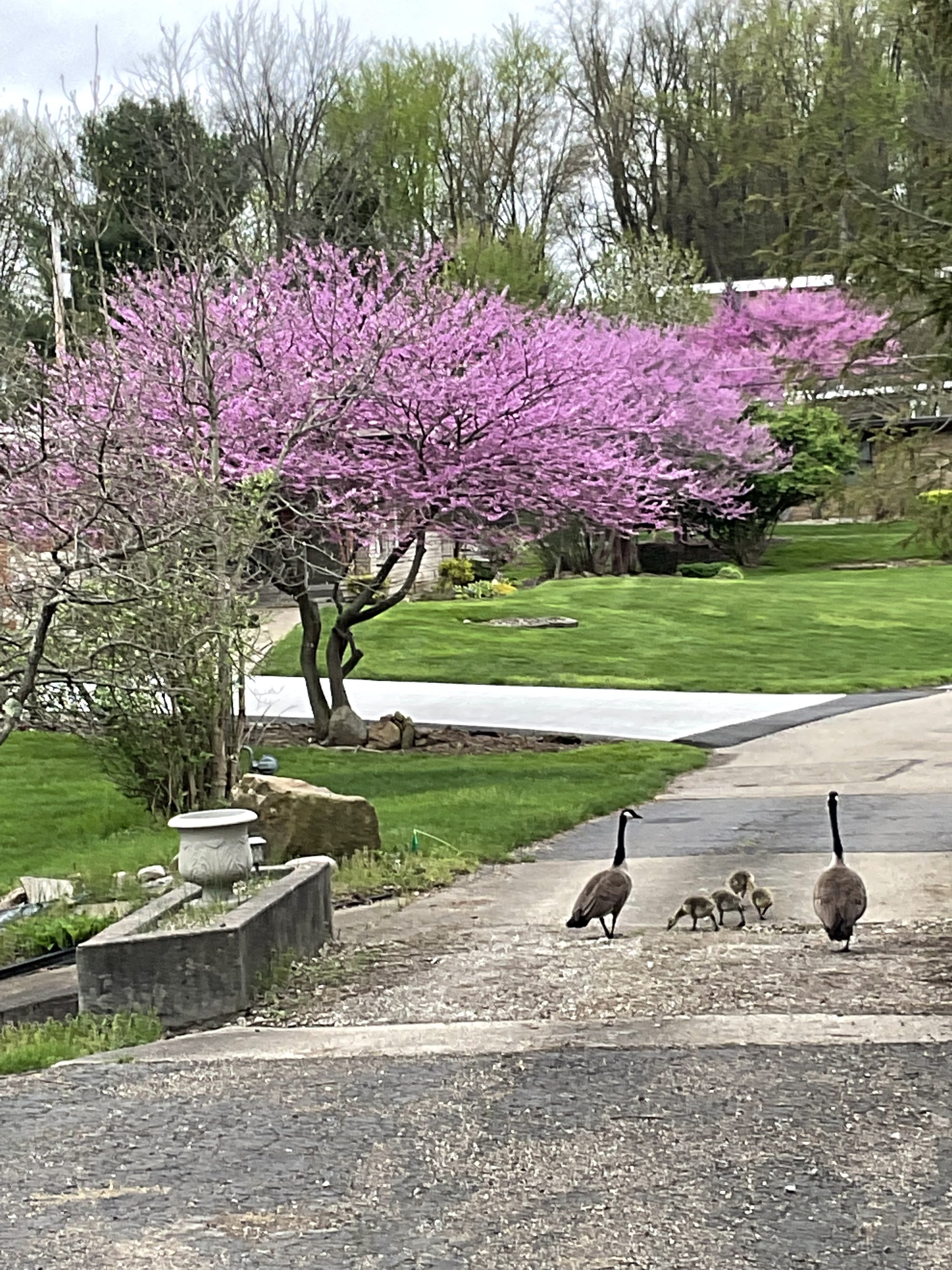 To prove we are "Franciscan" I found a geese family picture I thought I would include