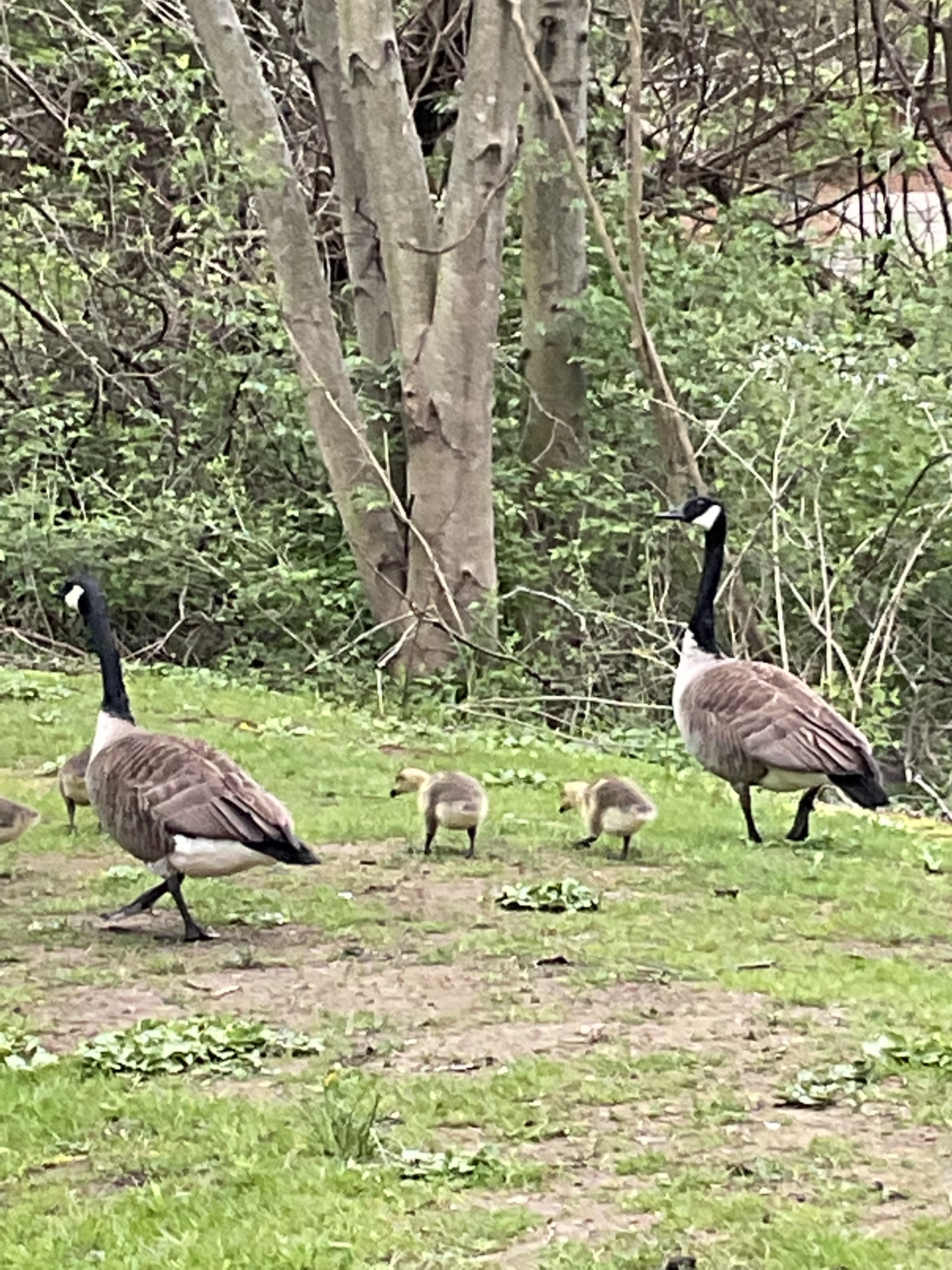 Look at how fluffy the kiddos are!