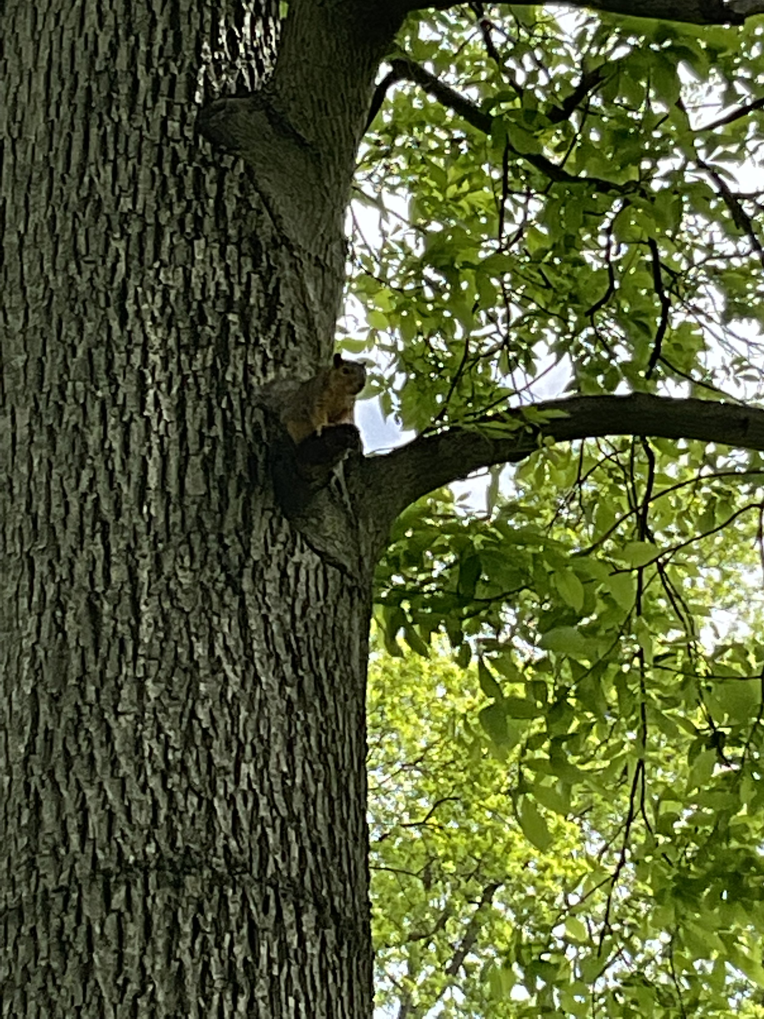 And one of what seems to be millions of squirrels on our property