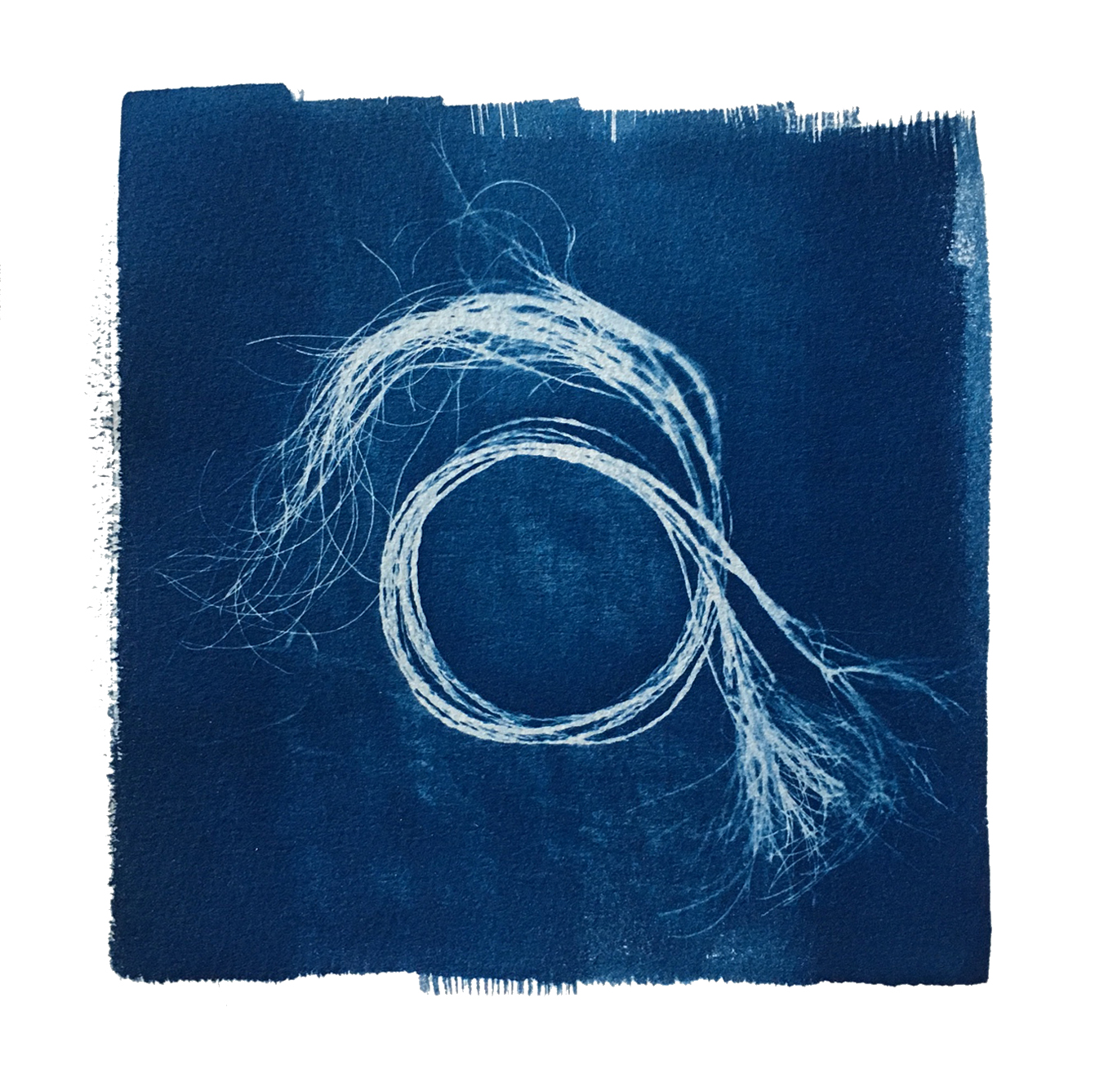 TITLE / Plaited Sabal Minor, No. 1 MEDIUM / Cyanotype Print, Printed on 100% Cotton Paper SIZE / 9" x 9" PRICE / $275.00
