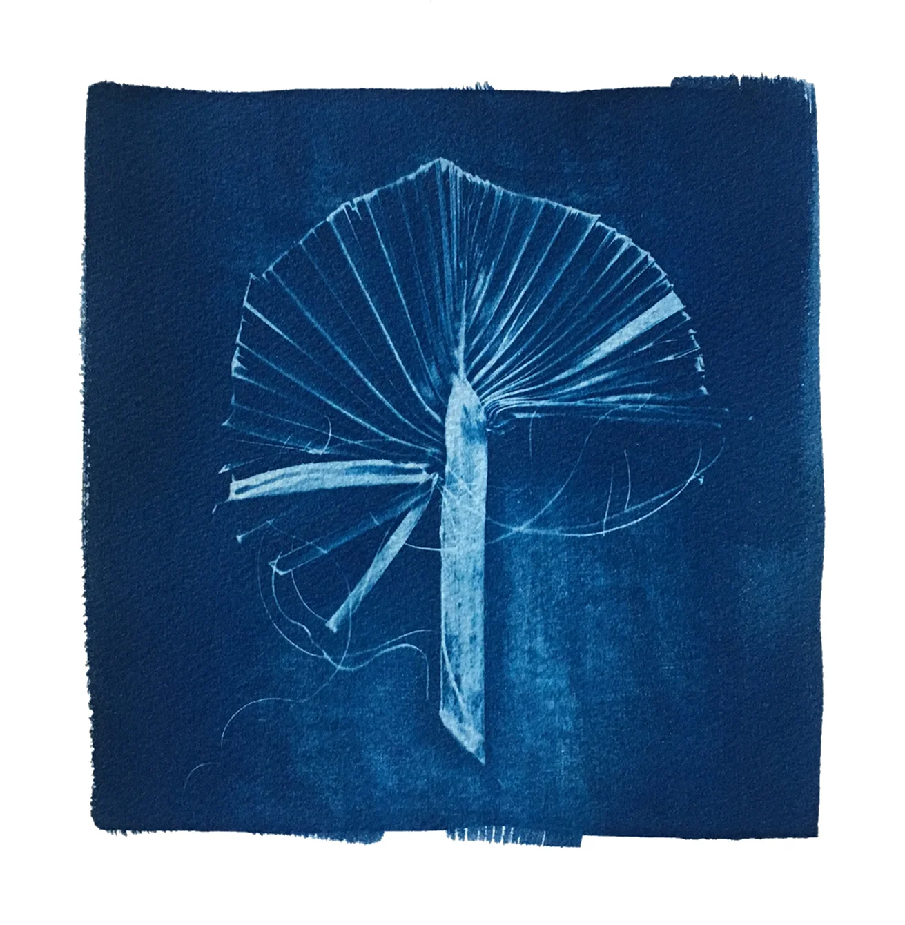 TITLE / Sabal Minor Fan MEDIUM / Cyanotype Print, Printed on 100% Cotton Paper SIZE / 9" x 9" PRICE / SOLD