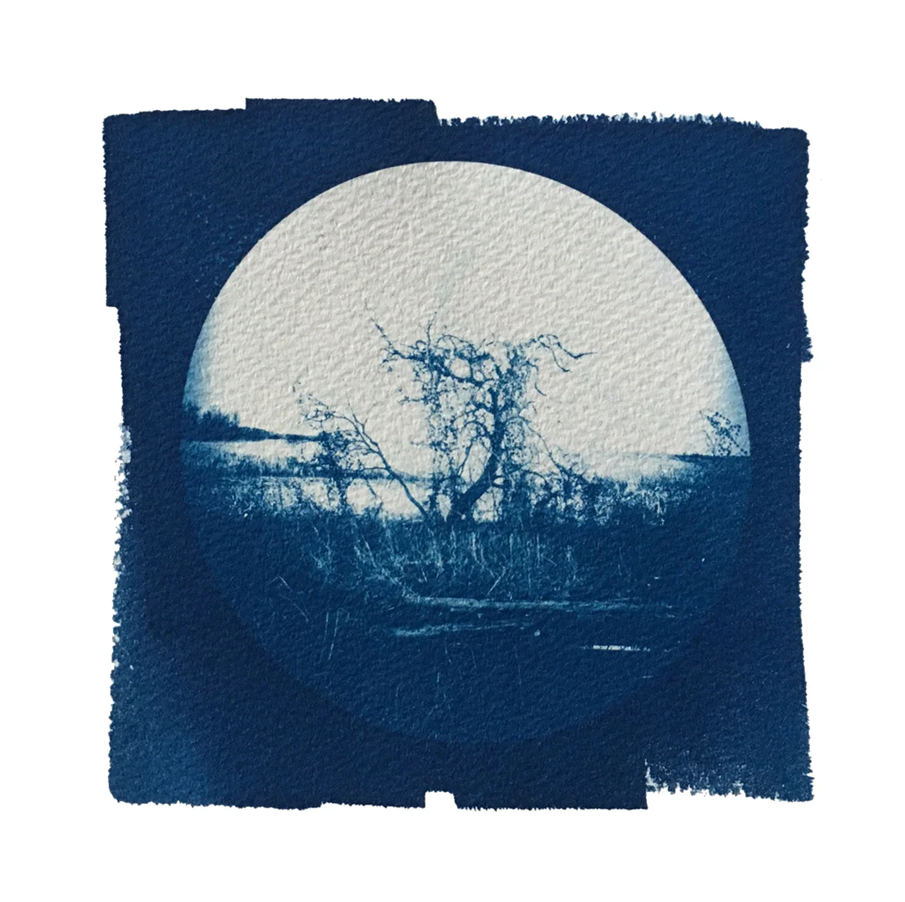 TITLE / Partner With the Sun No. 5 MEDIUM / Cyanotype Print, Printed on 100% Cotton Paper SIZE / 7" x 7" PRICE / $200.00