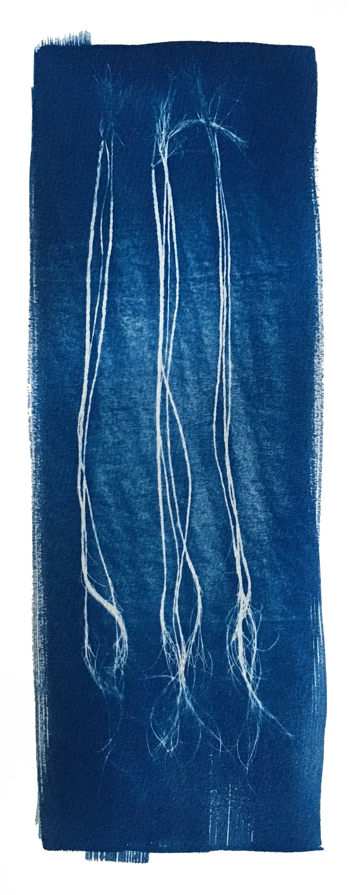 TITLE / Plaited Sabal Minor, No. 2 MEDIUM / Cyanotype Print, Printed on 100% Cotton Paper SIZE / 7" x 16" PRICE / $350.00