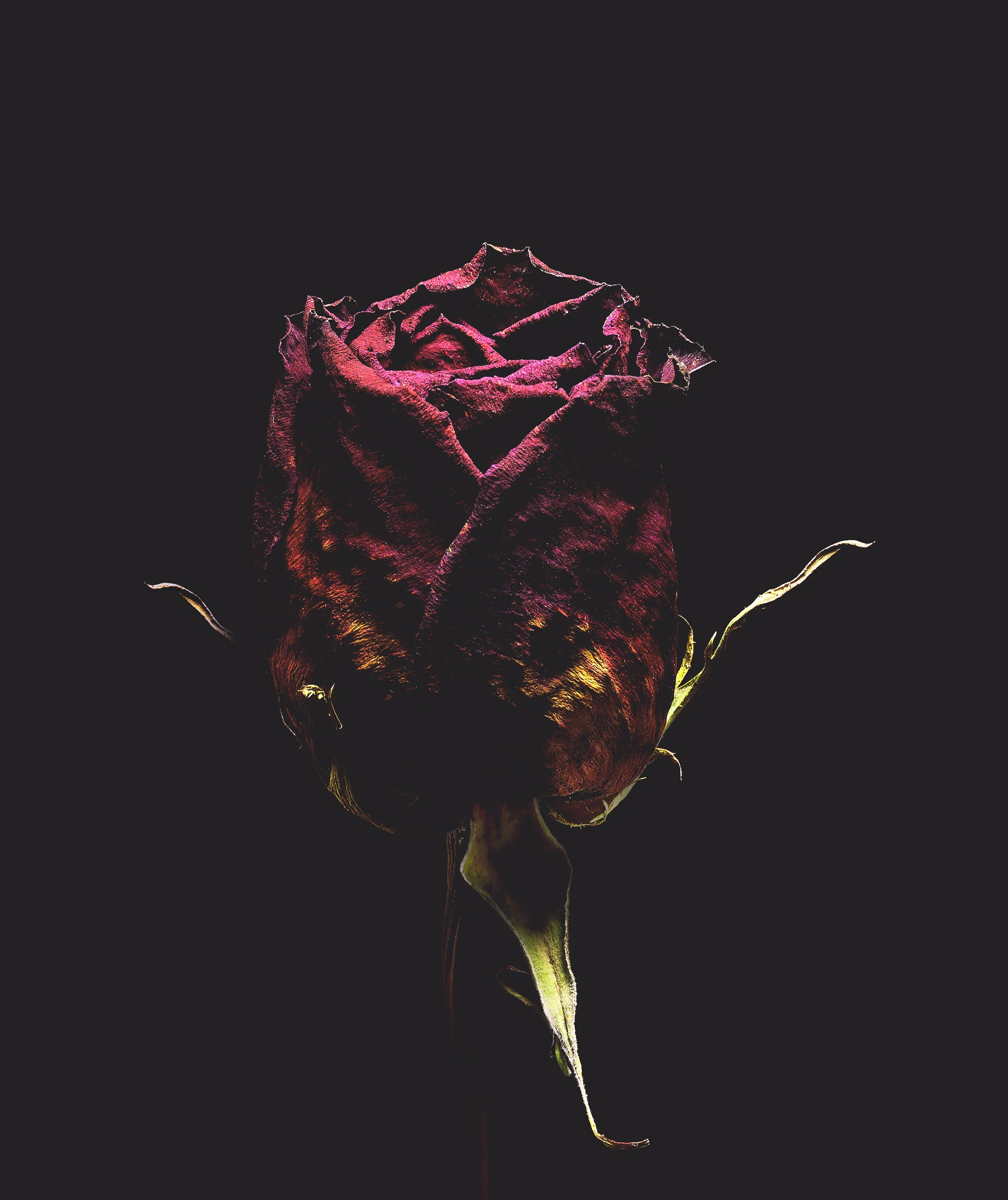 Rose-1.jpg