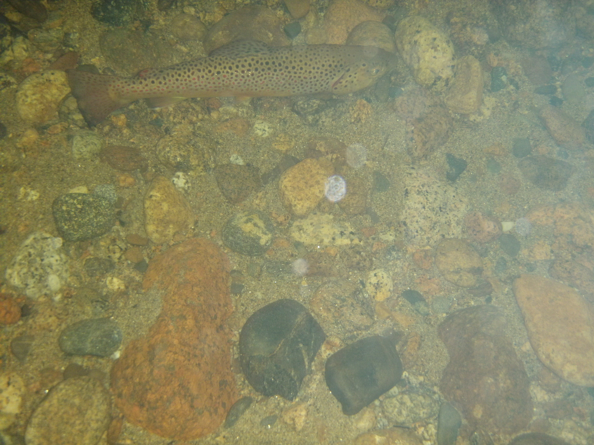 brown trout in water.JPG