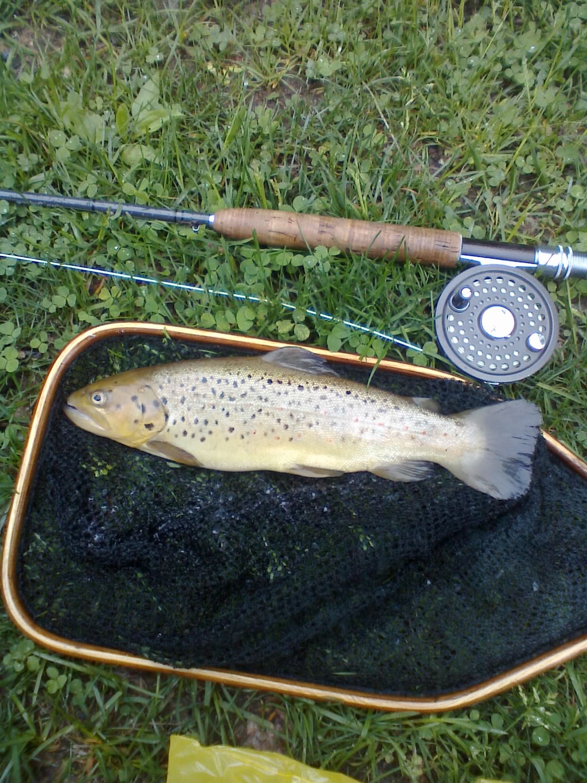 Sam's holdover brown from the Rockaway.