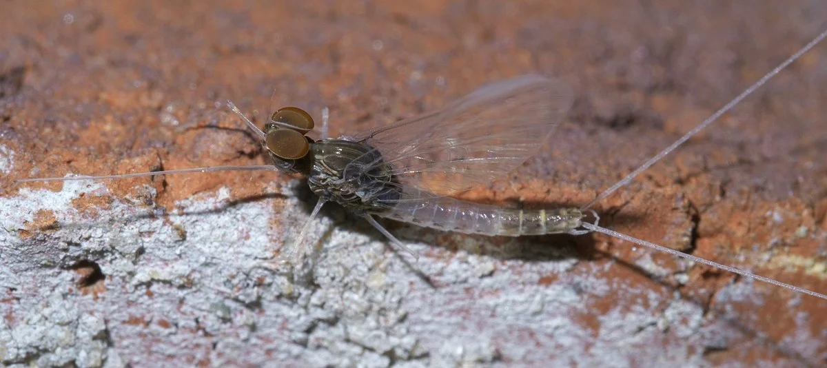 BWO.jpg