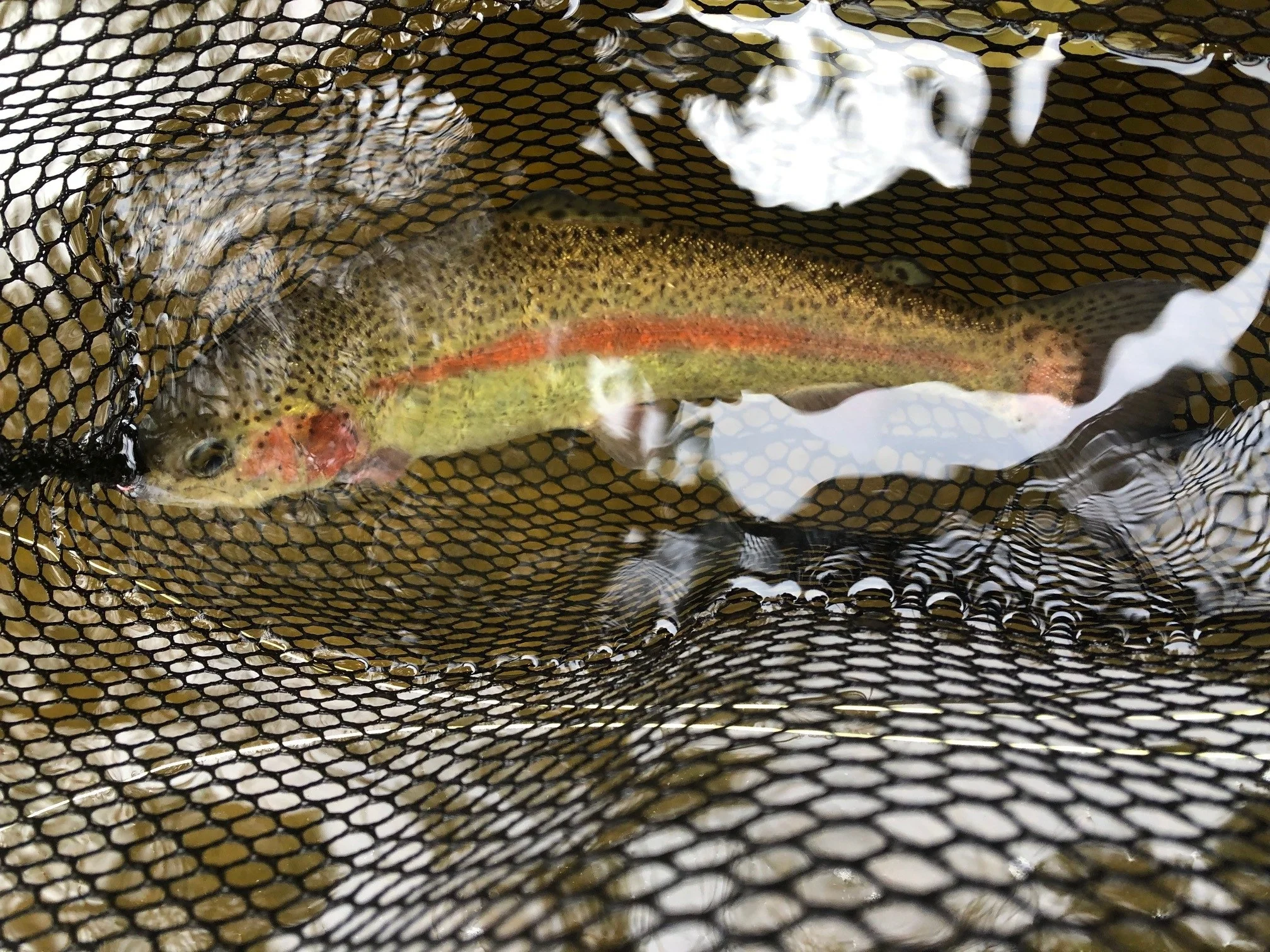 rainbow.flatbrook.jpg