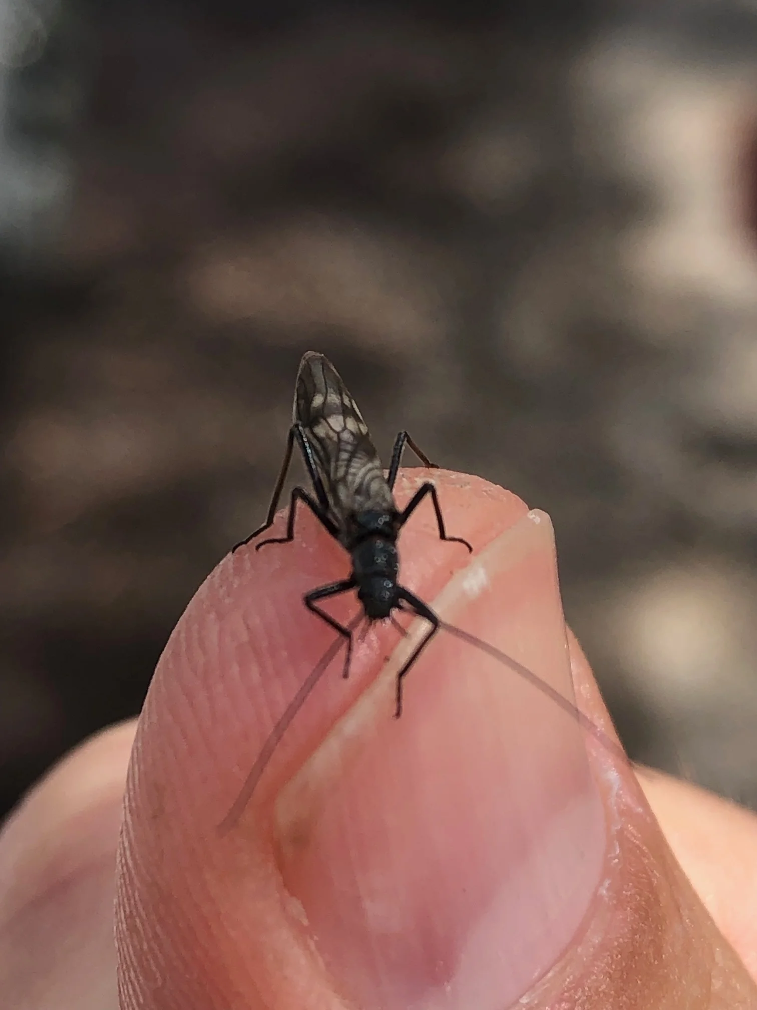 Stonefly.flatbrook.jpg