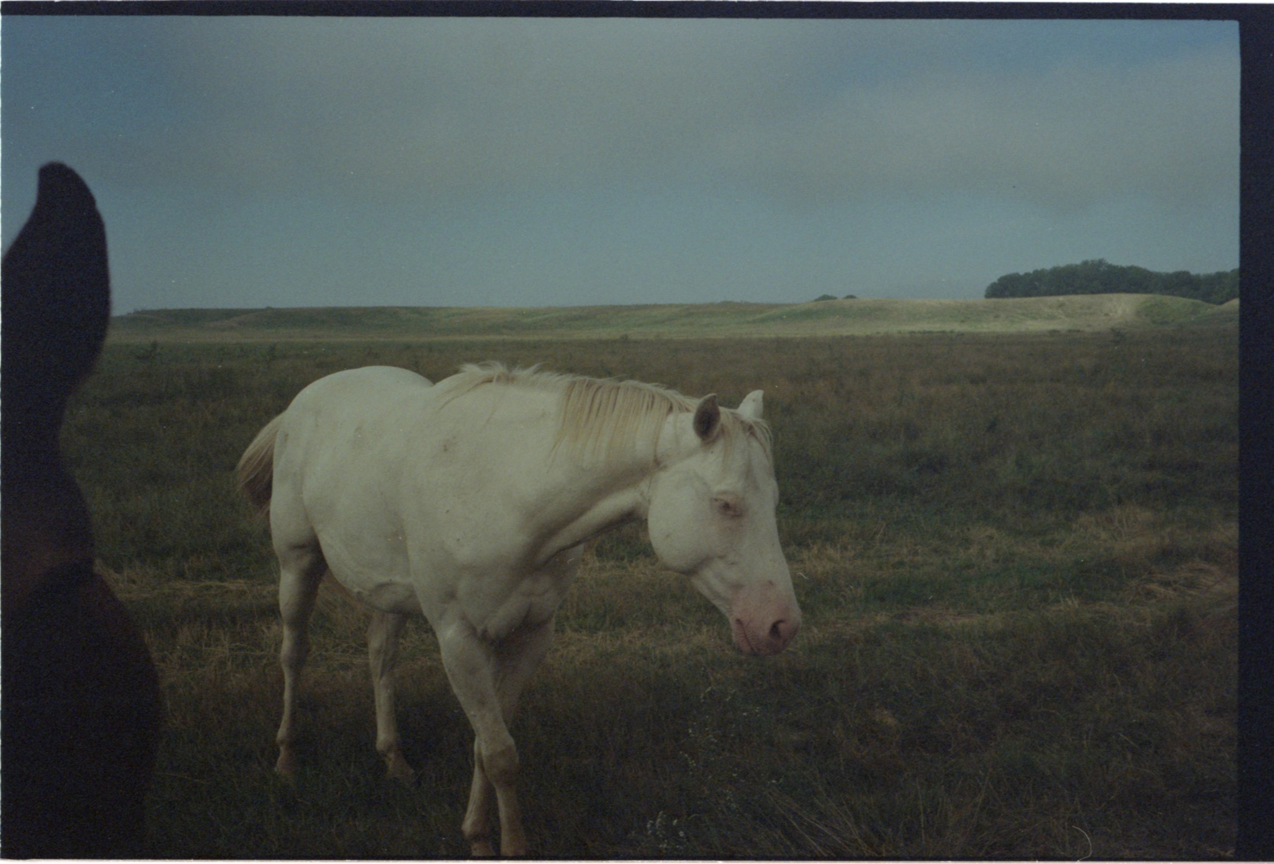  Oglala Lakota ponies  (2023) 