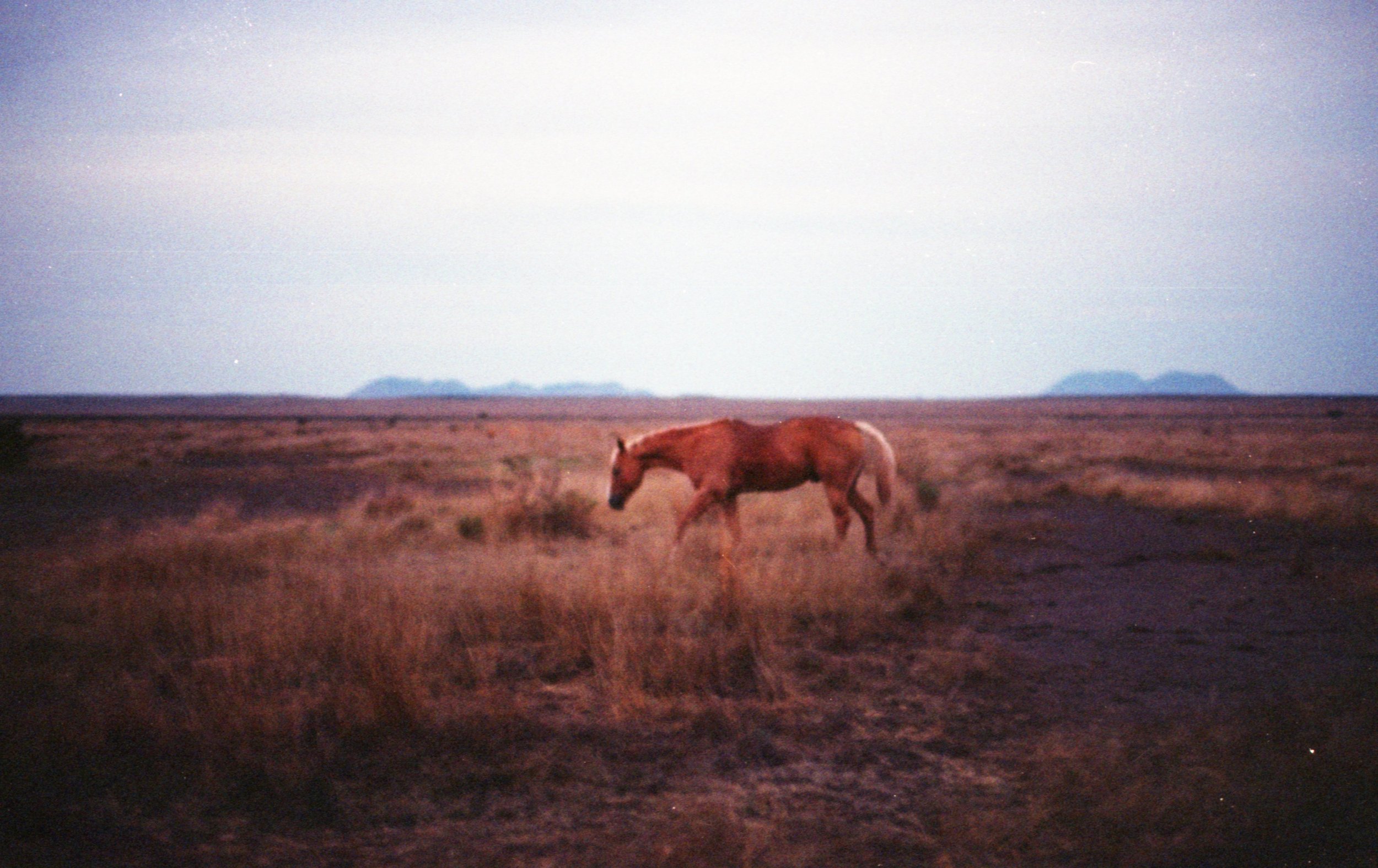  stud, Marfa, Texas  (2023) 