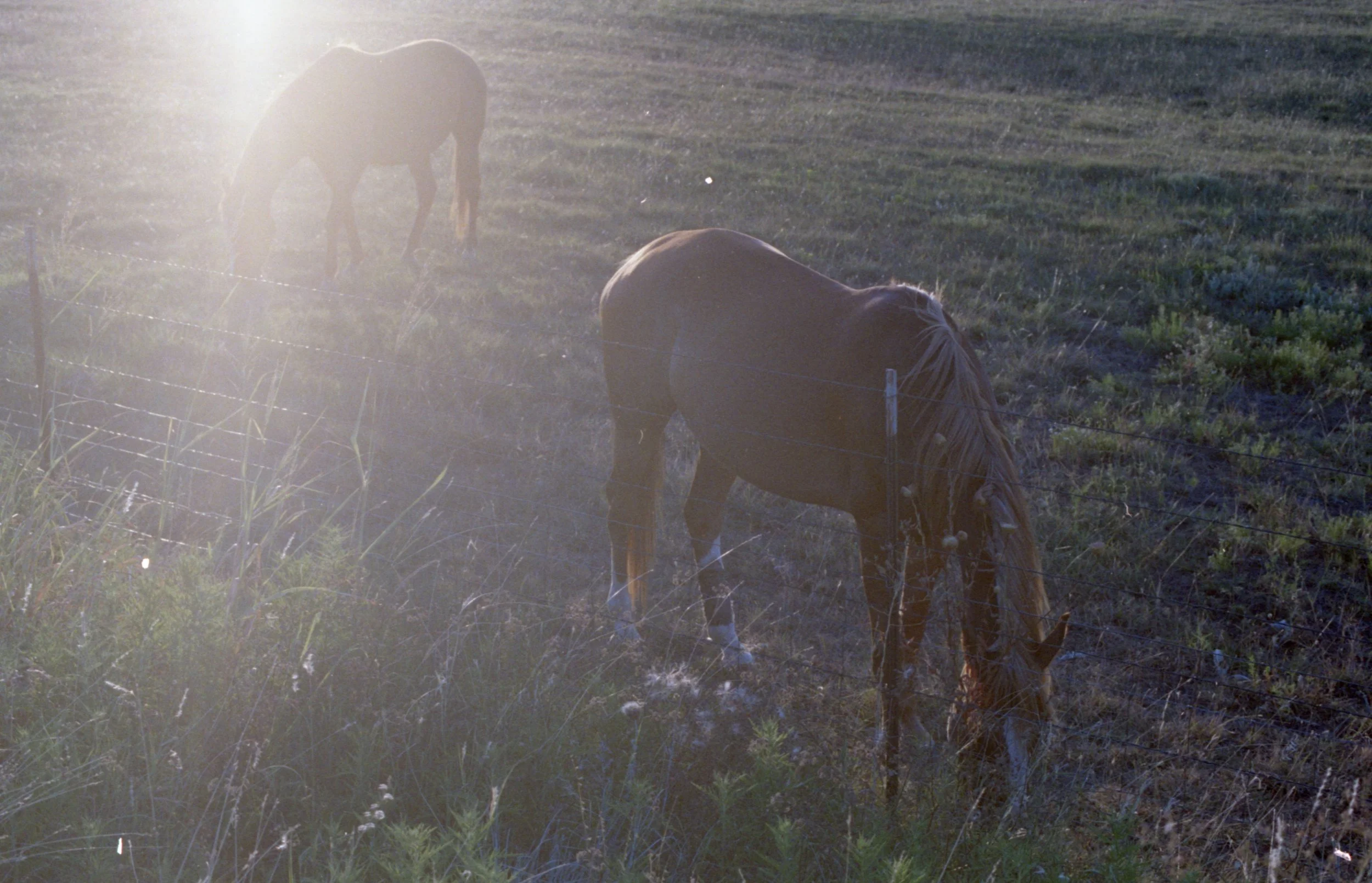  Quarter Horses, Weatherford, Texas  (2023) 