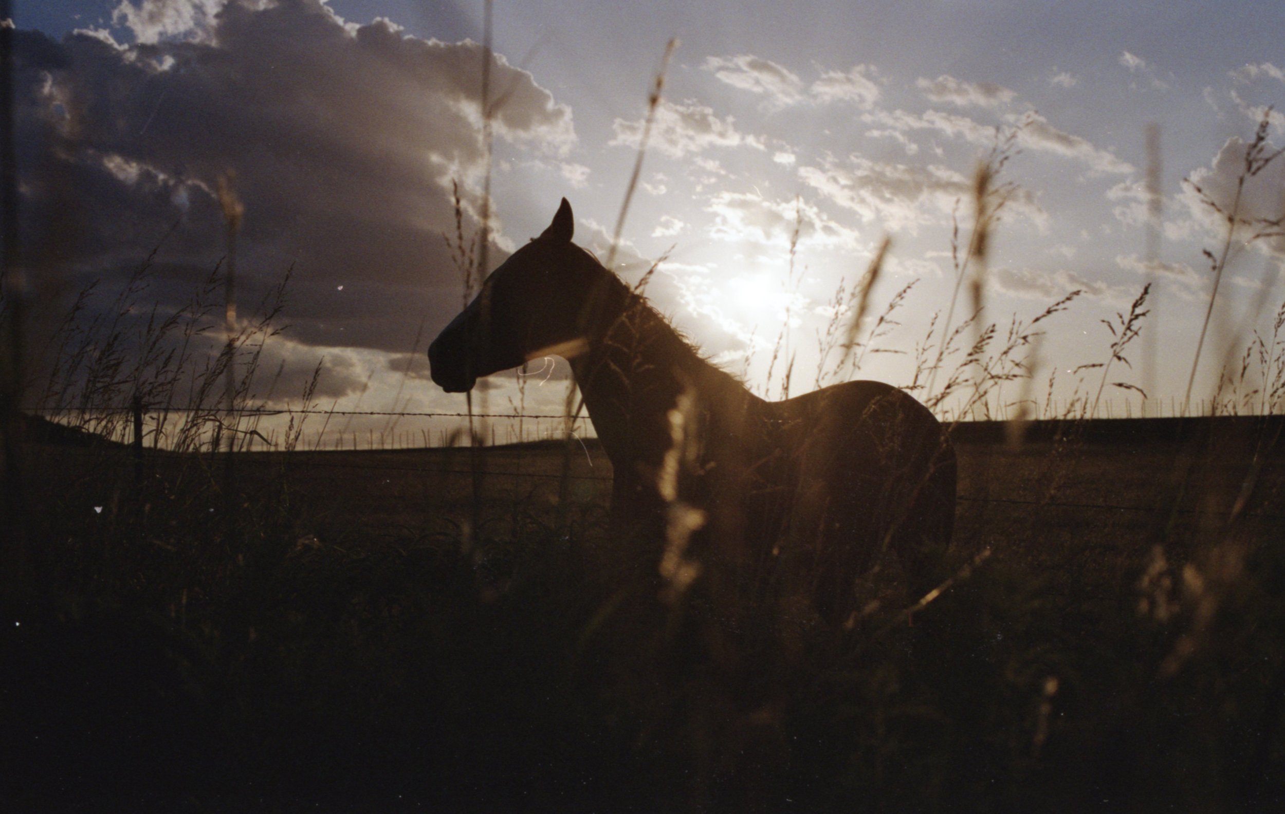  Quarter Horses, Weatherford, Texas  (2023) 