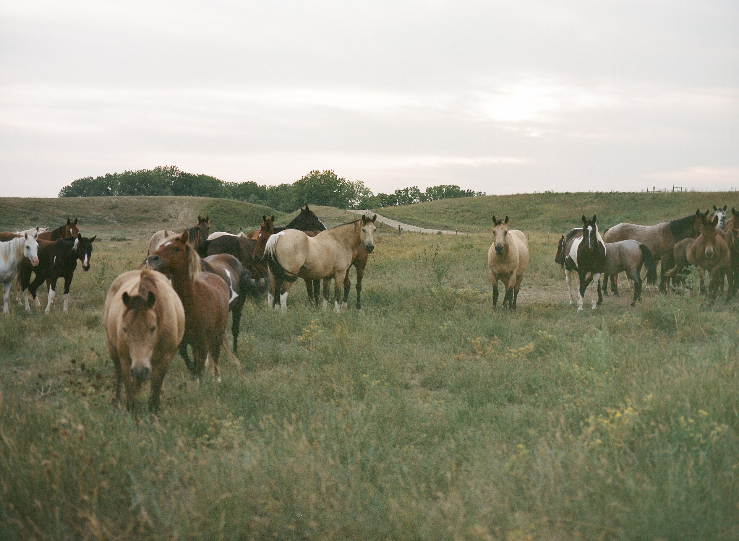  Ogala Lakota ponies, South Dakota   (2023) 
