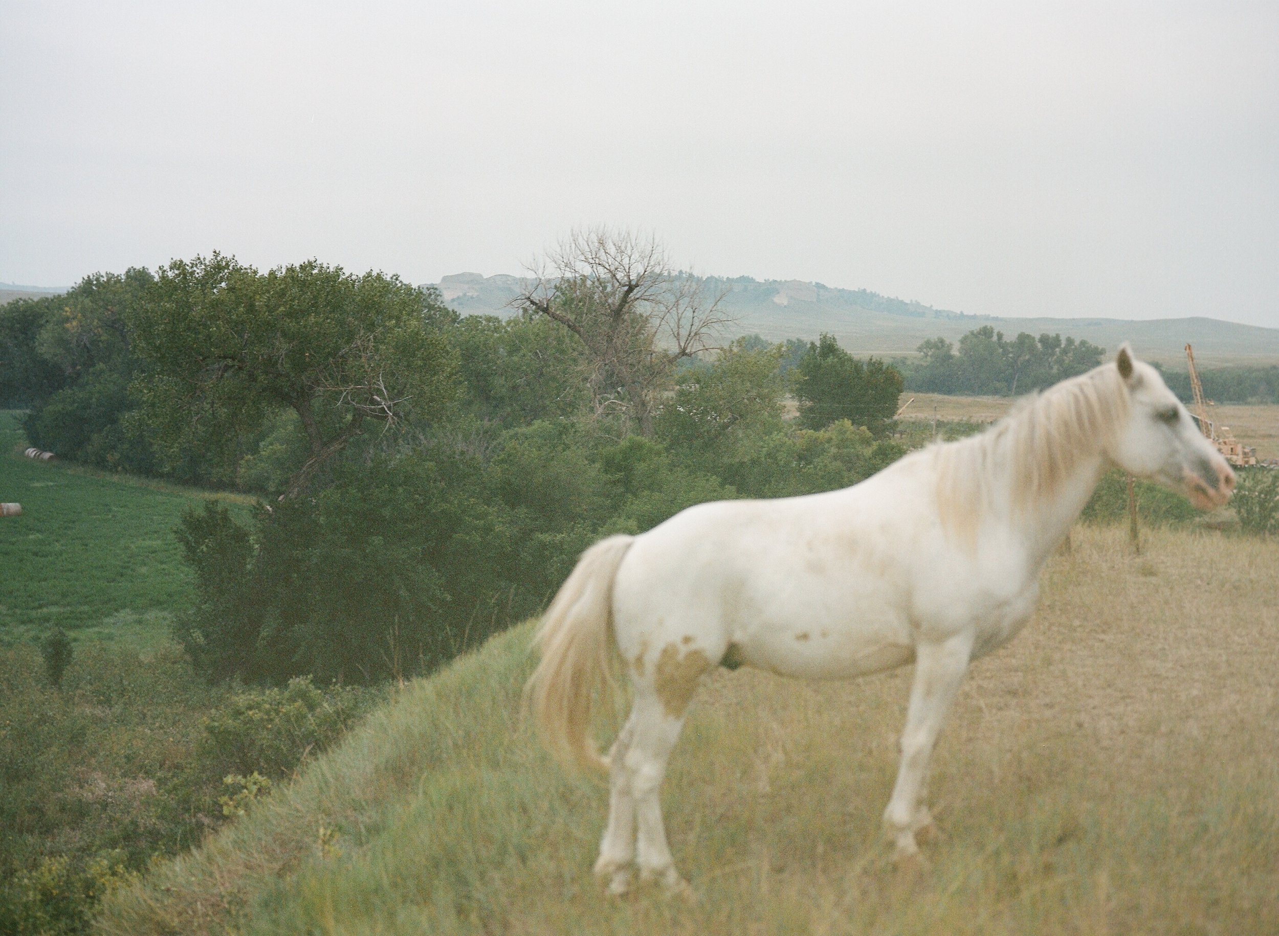  Oglala Lakota pony, South Dakota  (2023) 