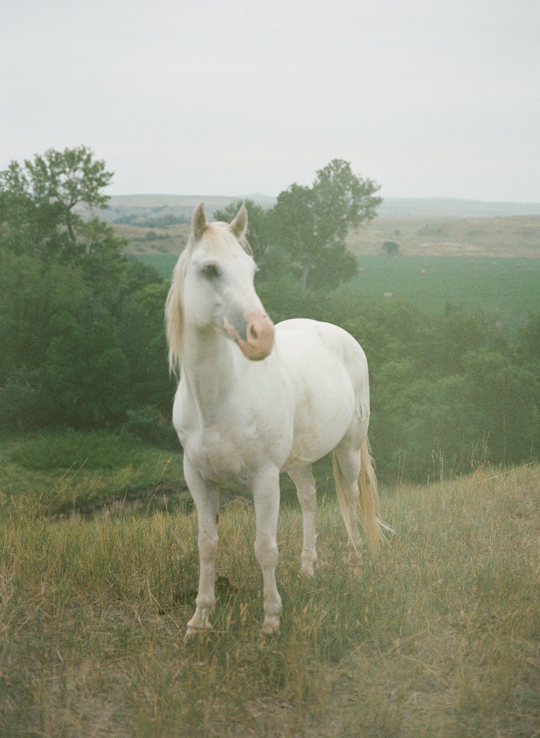  Oglala Lakota Pony, South Dakota  (2023) 