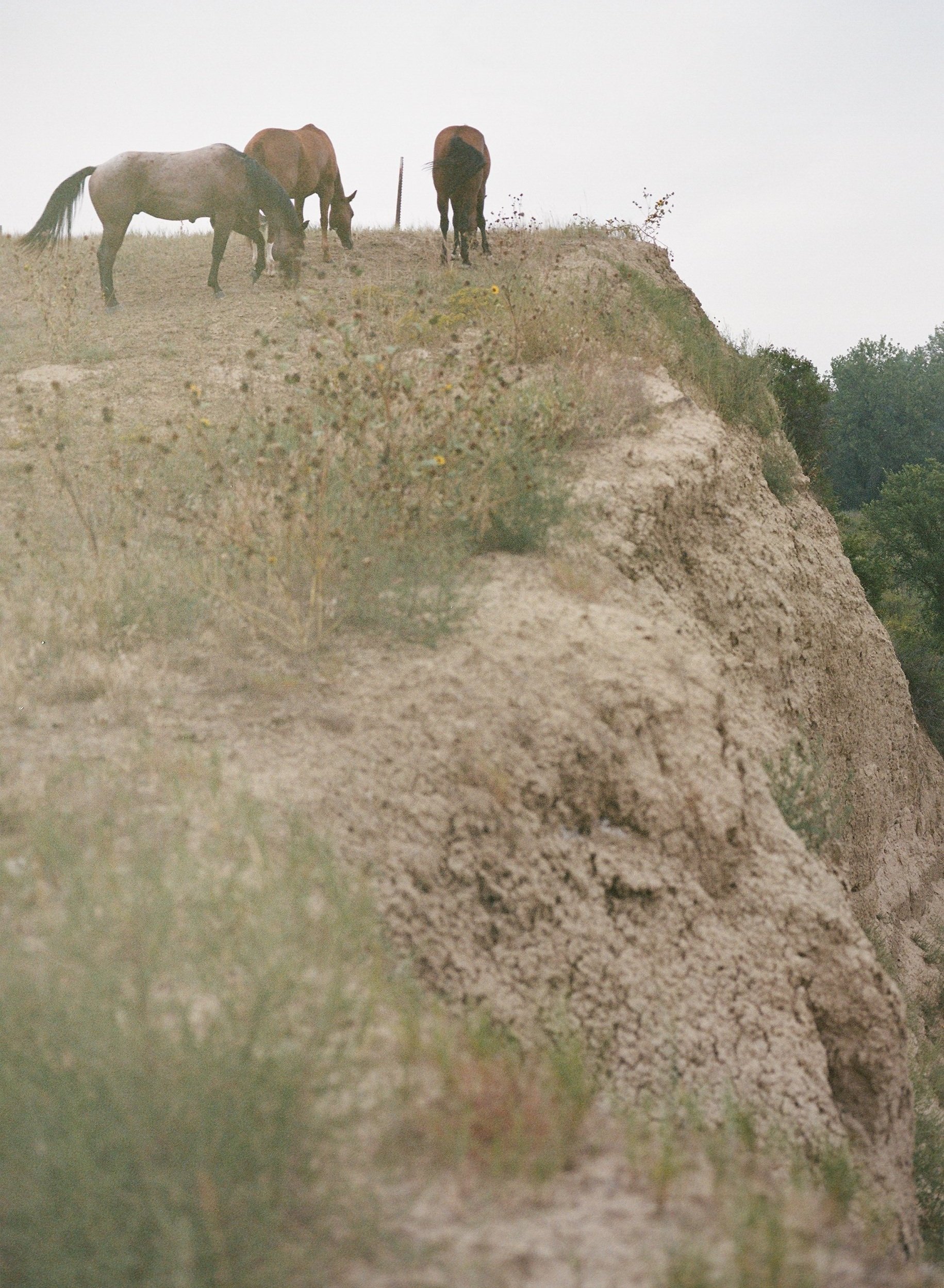  Oglala Lakota Ponies, South Dakota  (2023) 