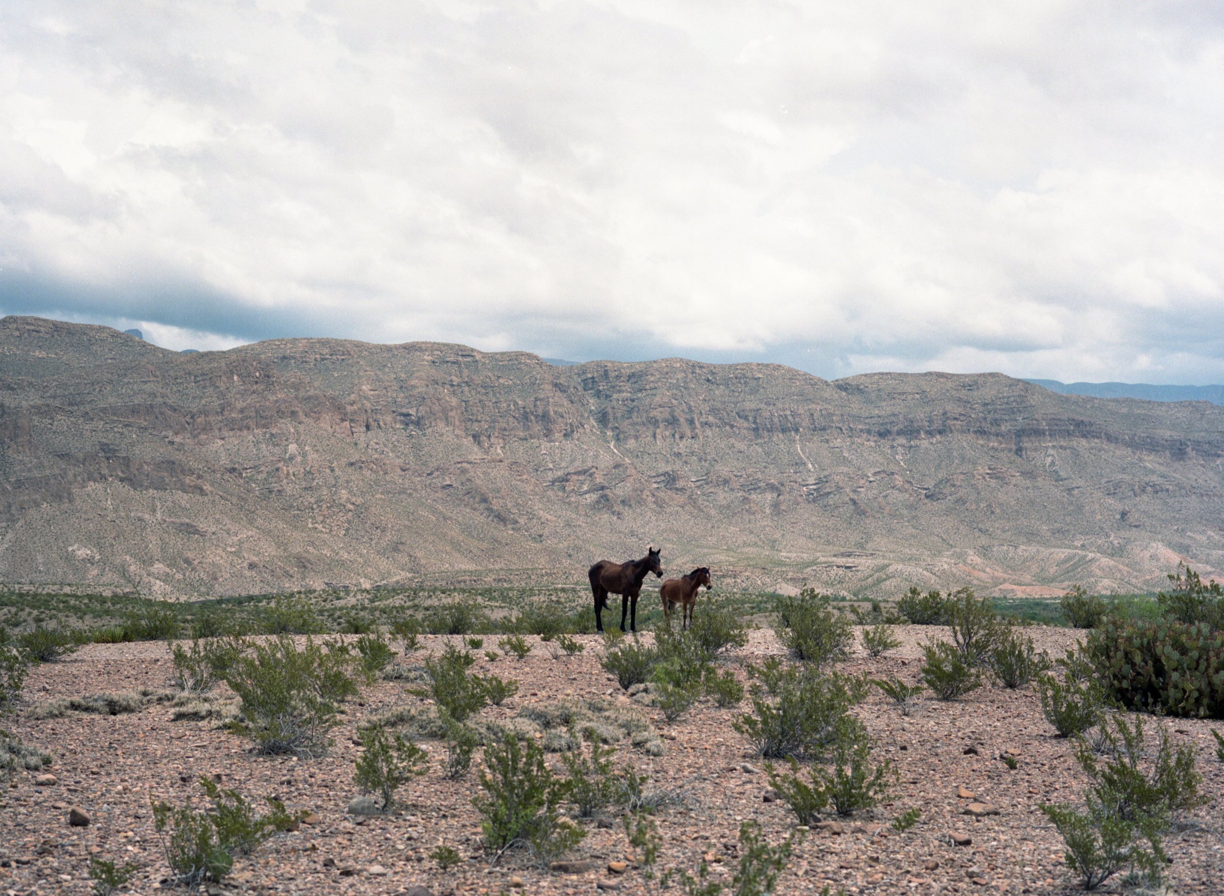  Horses of the Big Bend &amp; the border, Texas  (2023) 