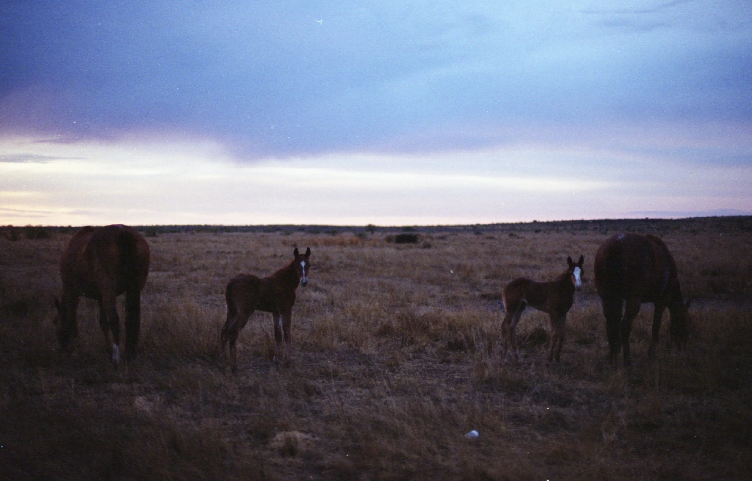  New born foals, Marfa, Texas  (2023) 