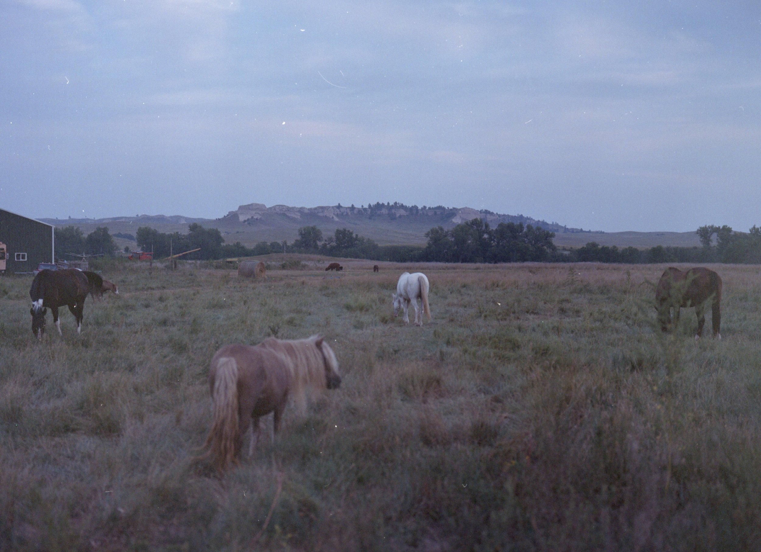  Pine Ridge Ponies, South Dakota 